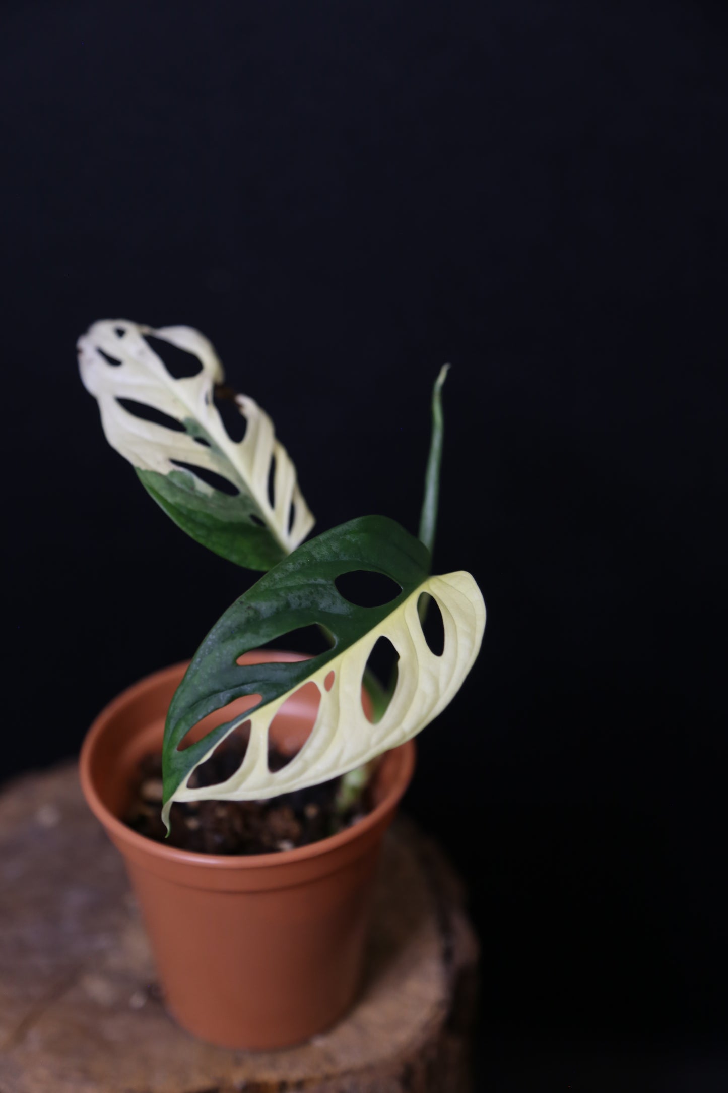 Monstera Adansonii Variegated Rare Half-moon Potted Plant MAV-012