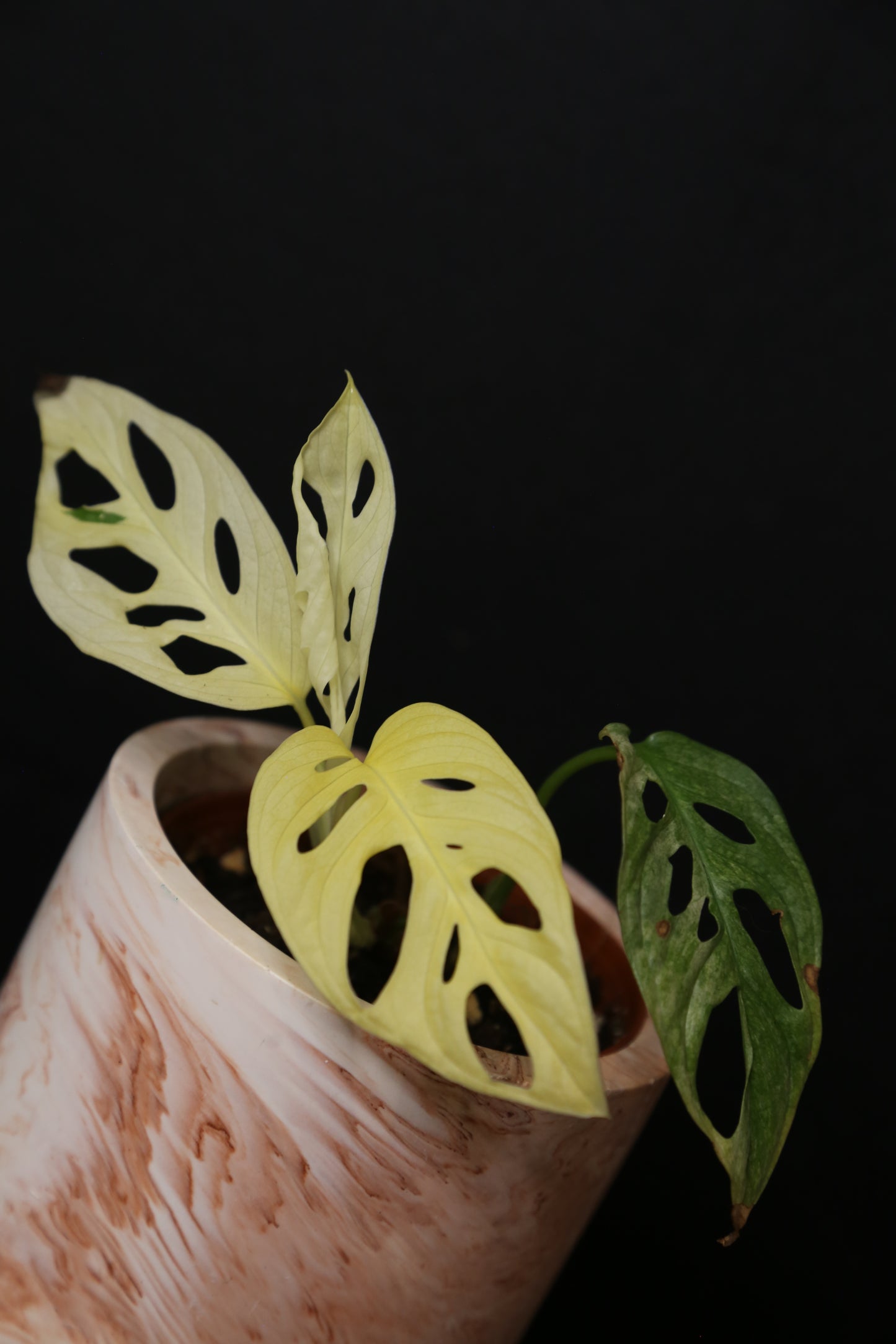 Monstera Adansonii Variegated SUPER Rare Full-moon Potted Plant MAV-013 / Auction