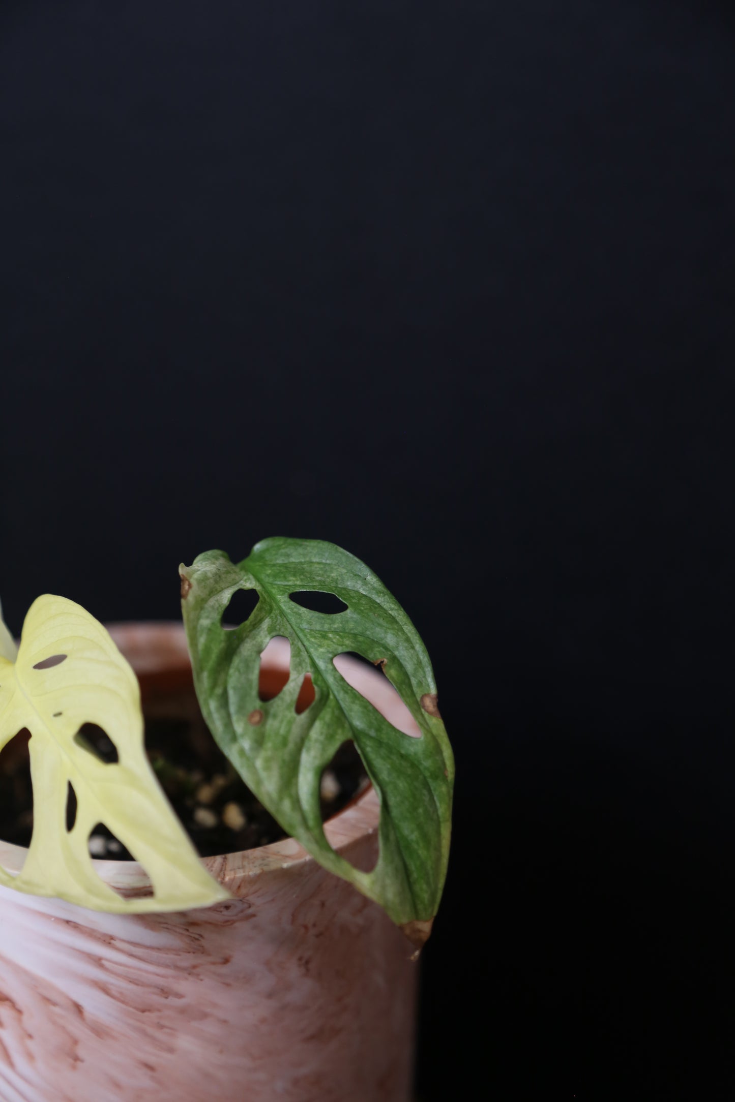 Monstera Adansonii Variegated SUPER Rare Full-moon Potted Plant MAV-013 / Auction