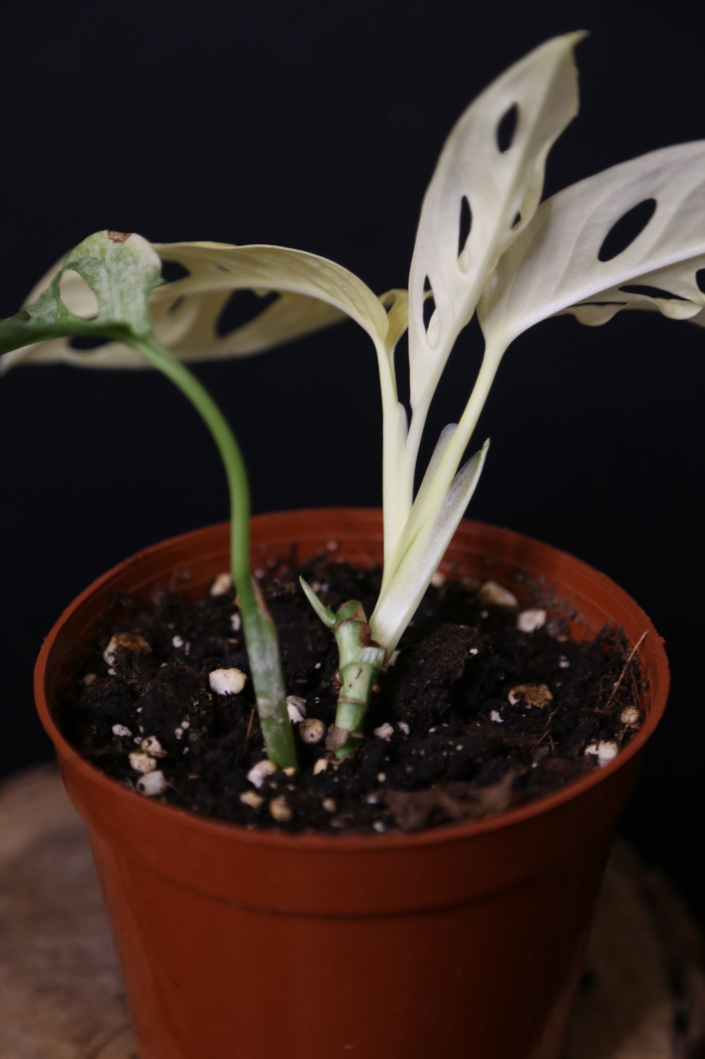 Monstera Adansonii Variegated SUPER Rare Full-moon Potted Plant MAV-013 / Auction
