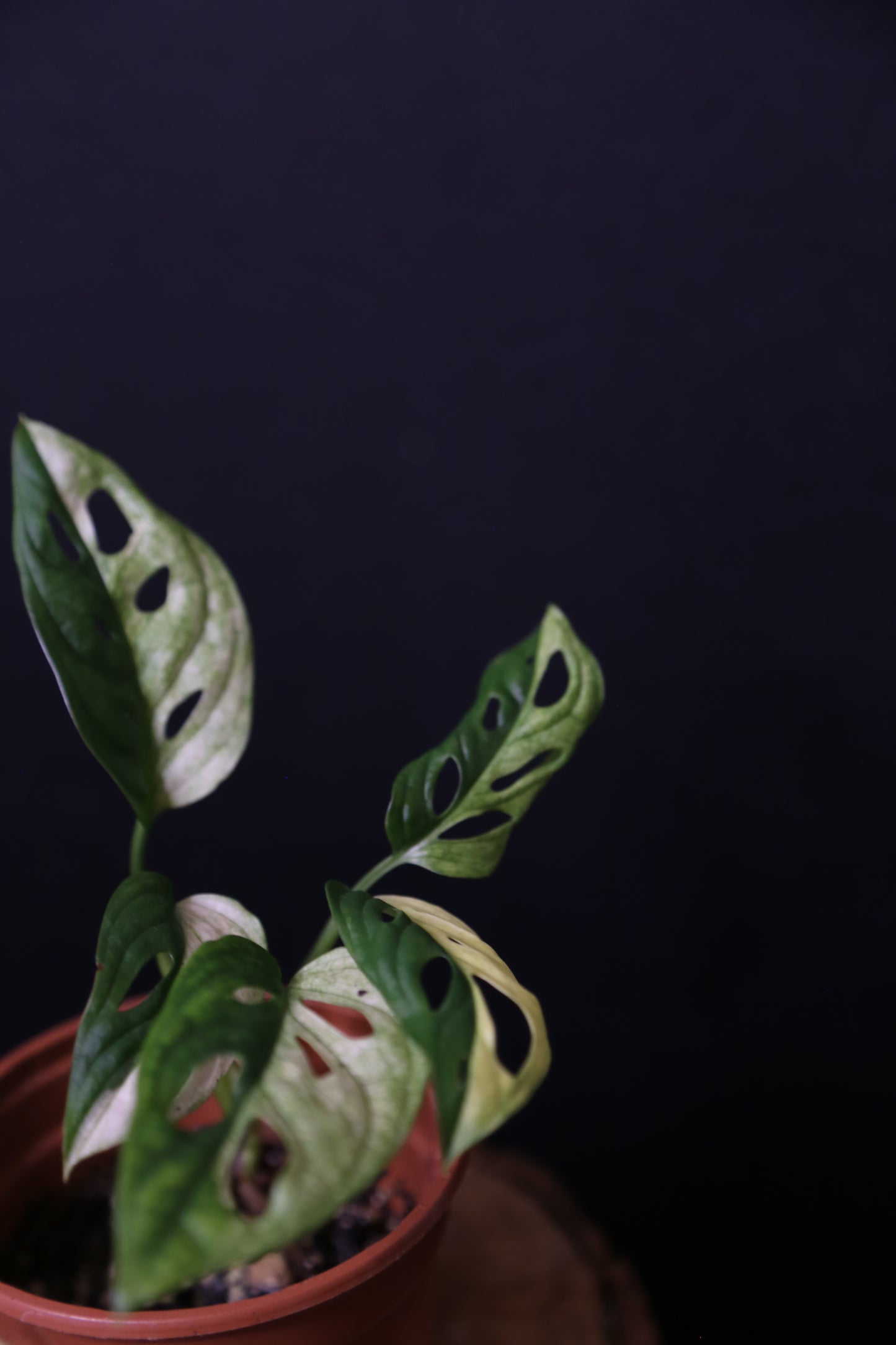 Monstera Adansonii Variegated SUPER Rare ALL Half-moon Potted Plant MAV-014