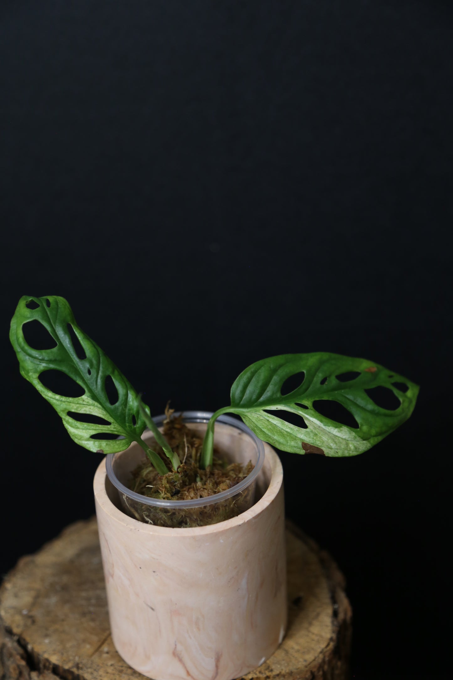 Monstera Adansonii Variegated Rare well rooted Plant MAV-015