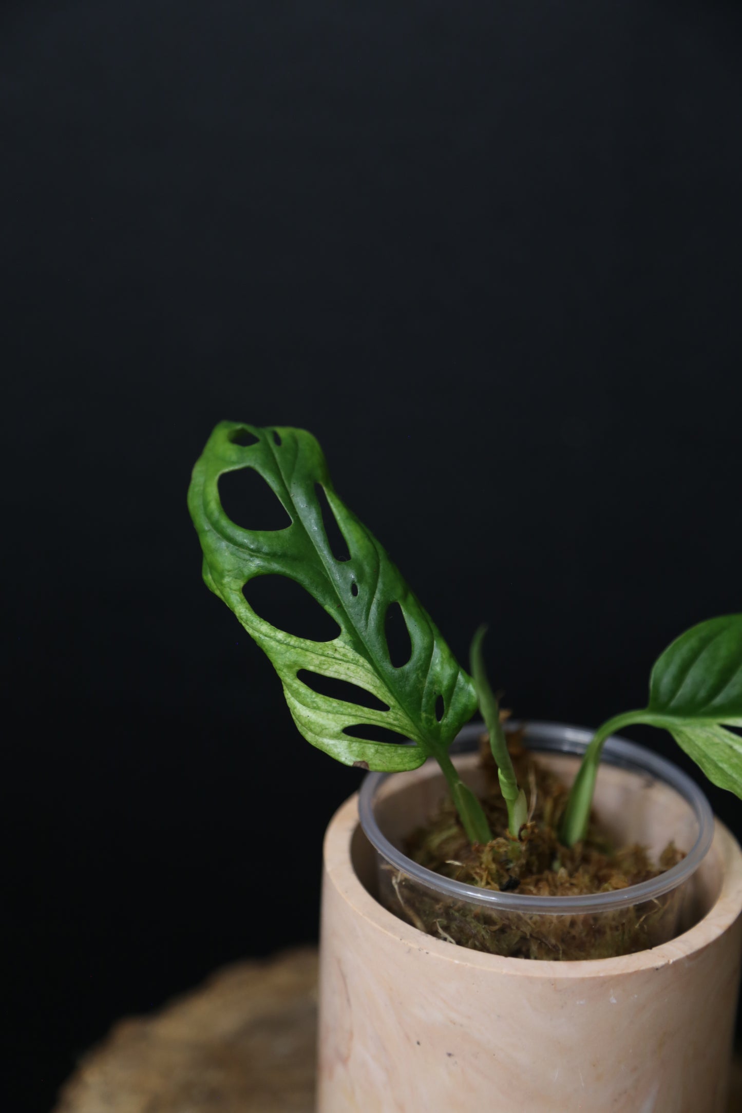 Monstera Adansonii Variegated Rare well rooted Plant MAV-015