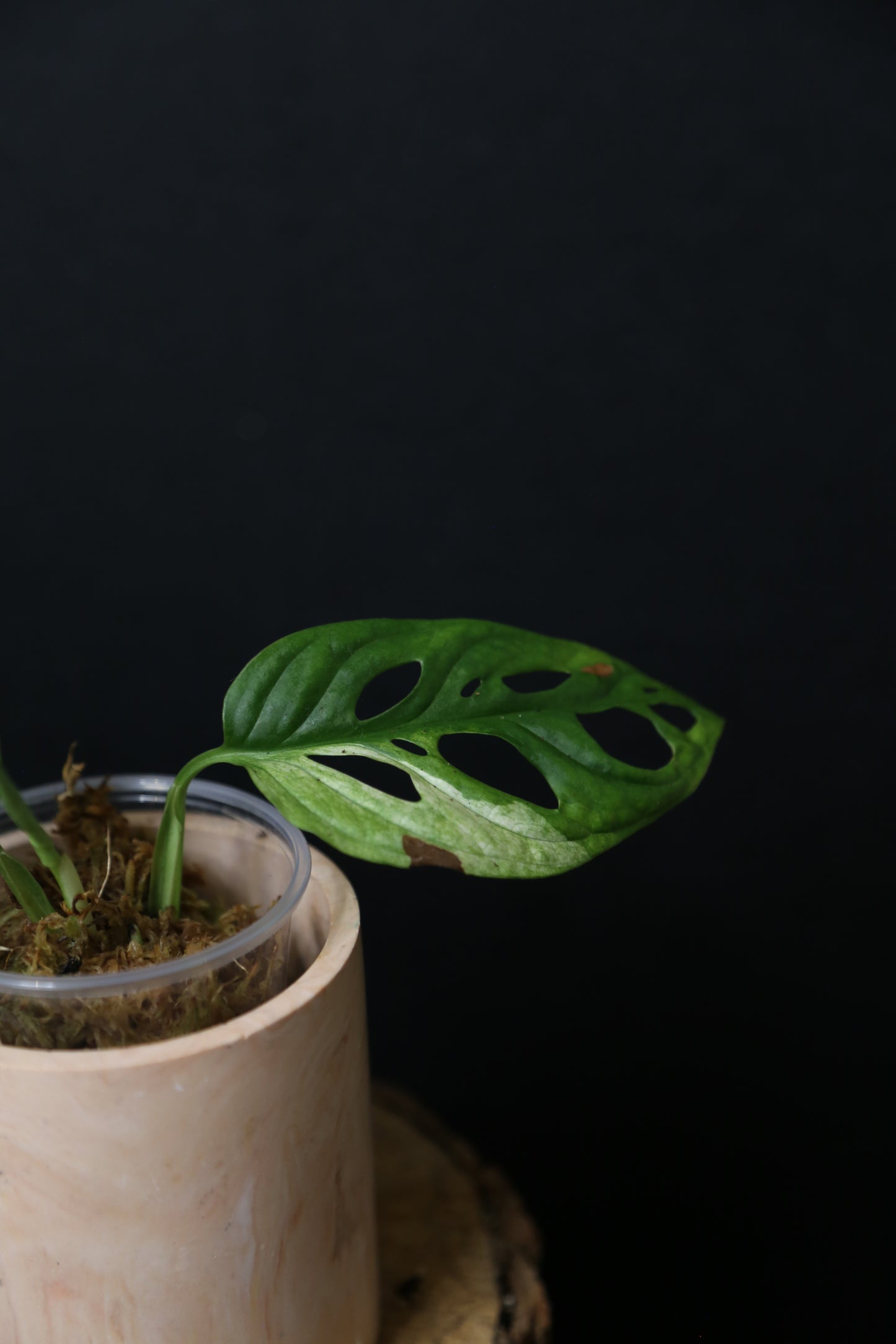 Monstera Adansonii Variegated Rare well rooted Plant MAV-015