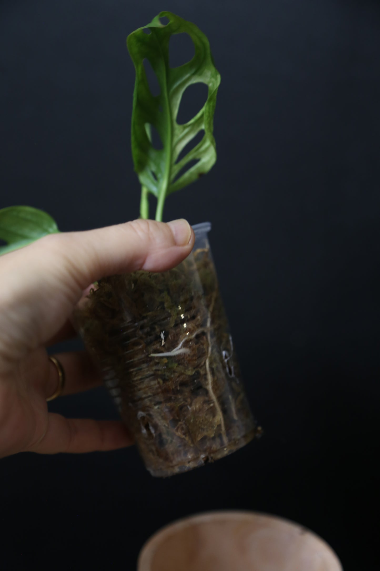 Monstera Adansonii Variegated Rare well rooted Plant MAV-015