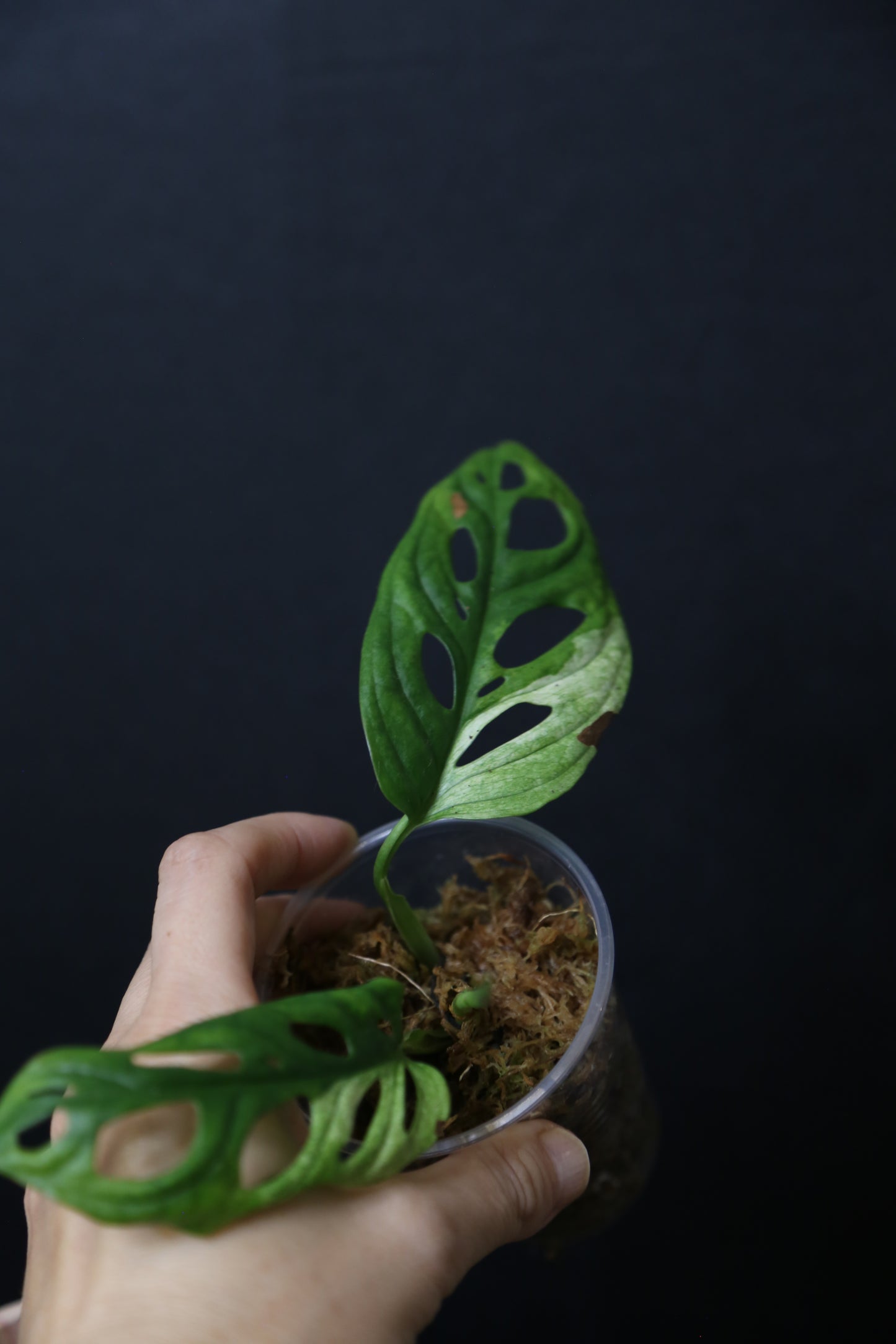 Monstera Adansonii Variegated Rare well rooted Plant MAV-015