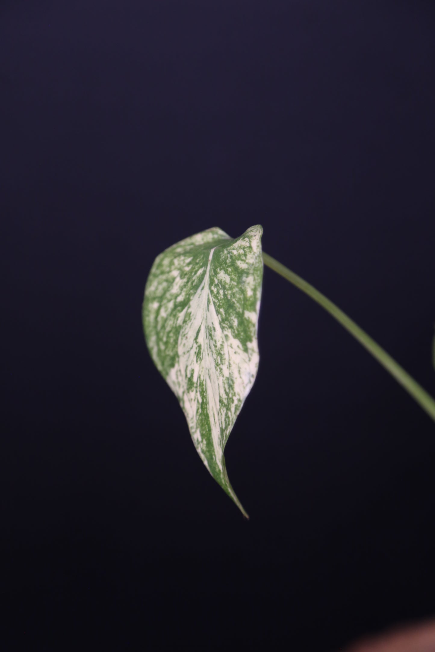 Rare! Monstera White Monste  Mini pot -MWM001