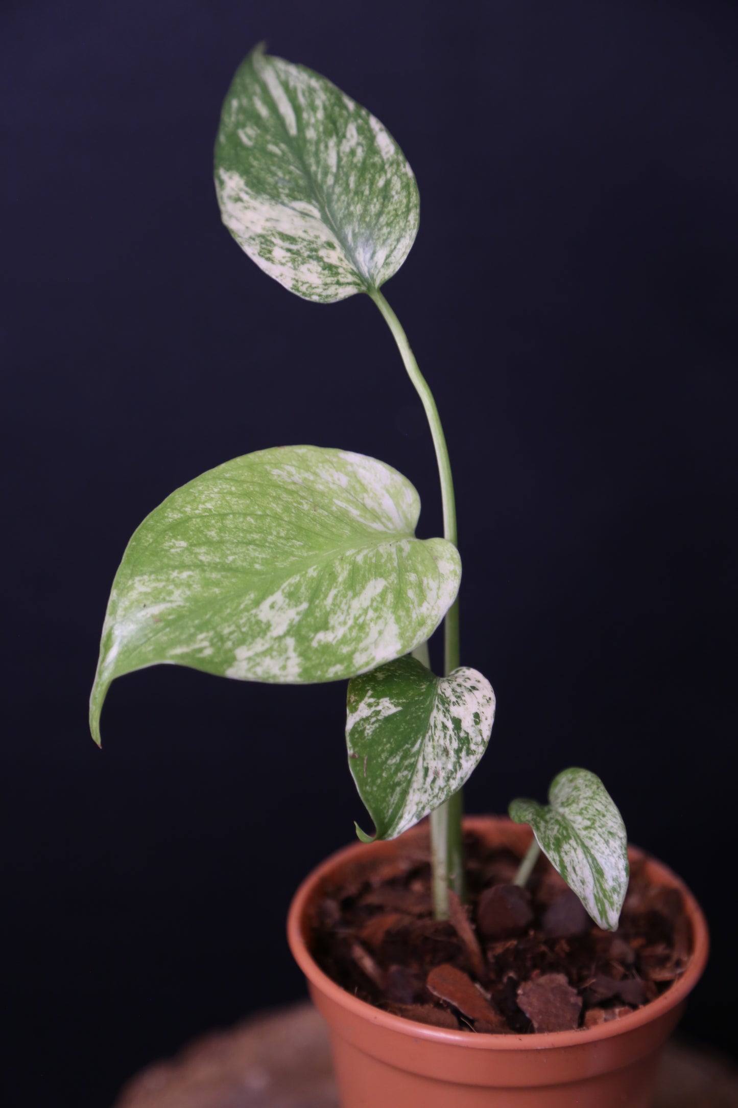 Rare! Monstera White Monste Mini pot -MWM002