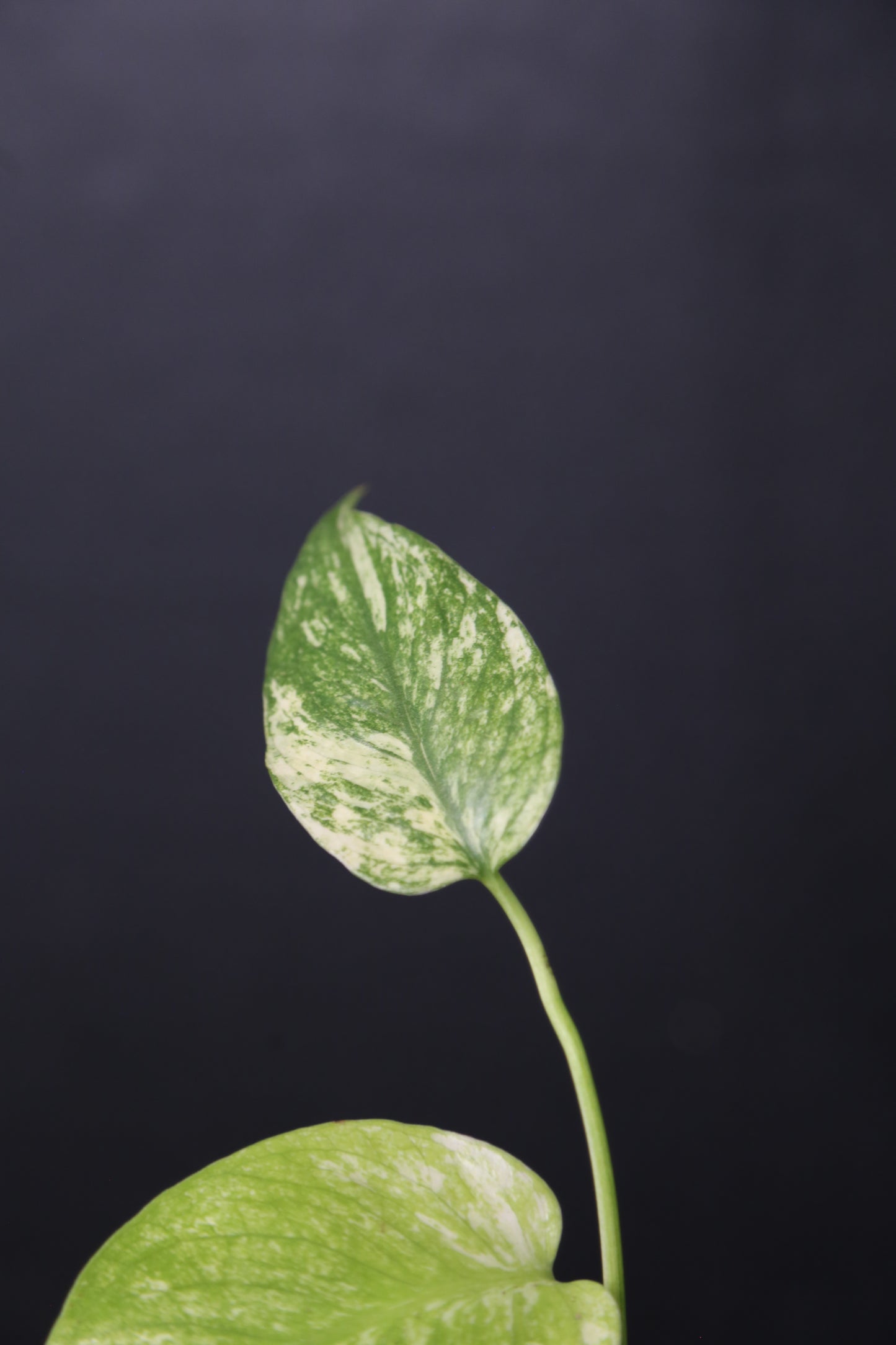 Rare! Monstera White Monste Mini pot -MWM002