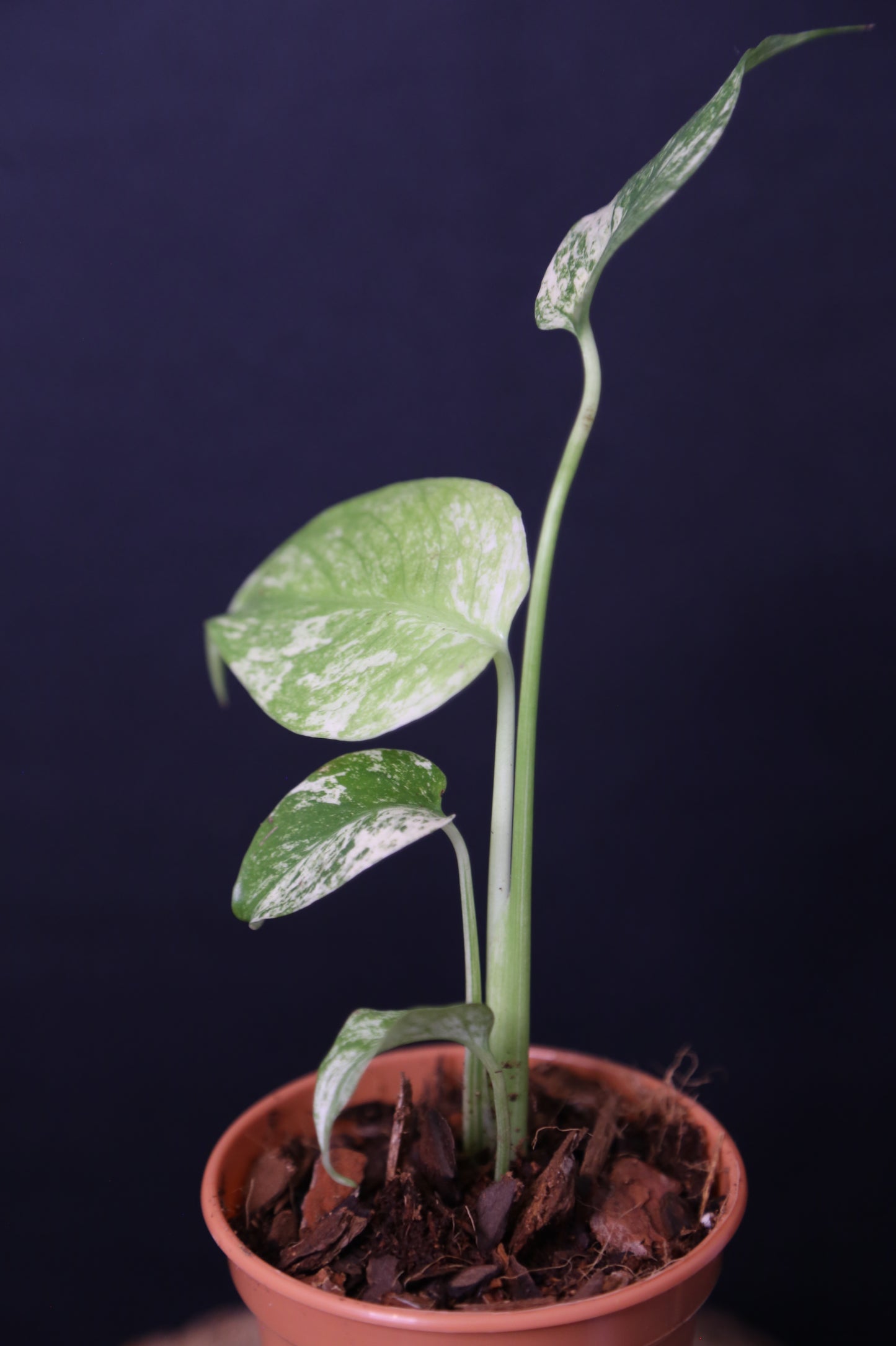 Rare! Monstera White Monste Mini pot -MWM002