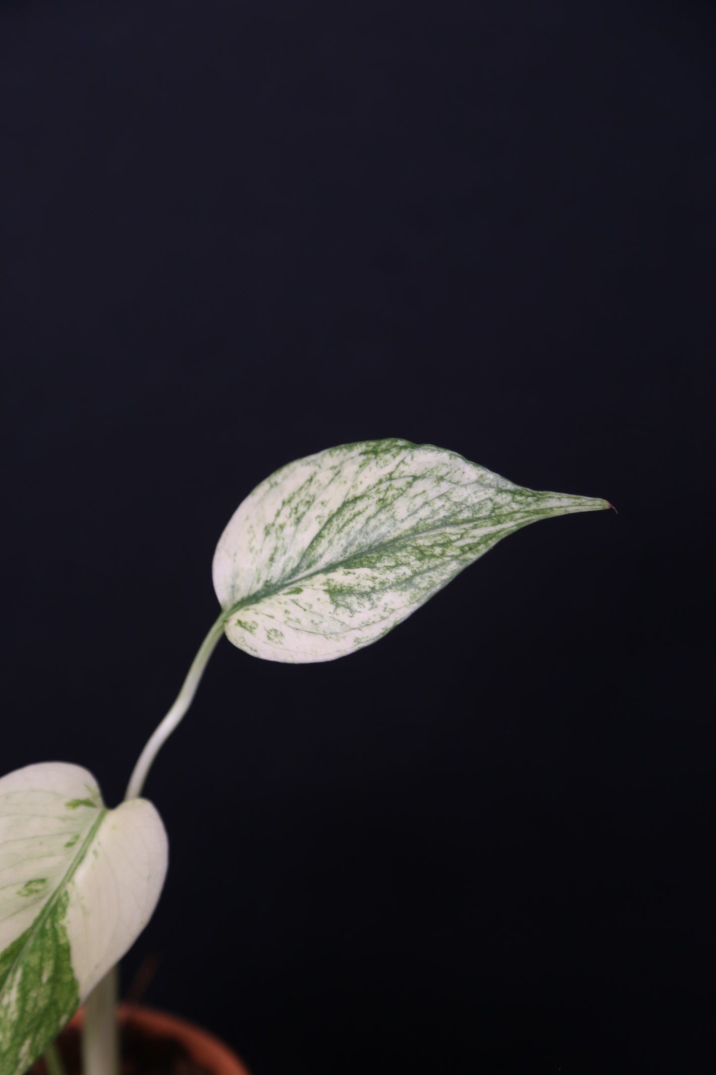 Rare! Monstera White Monste Mini pot -MWM003