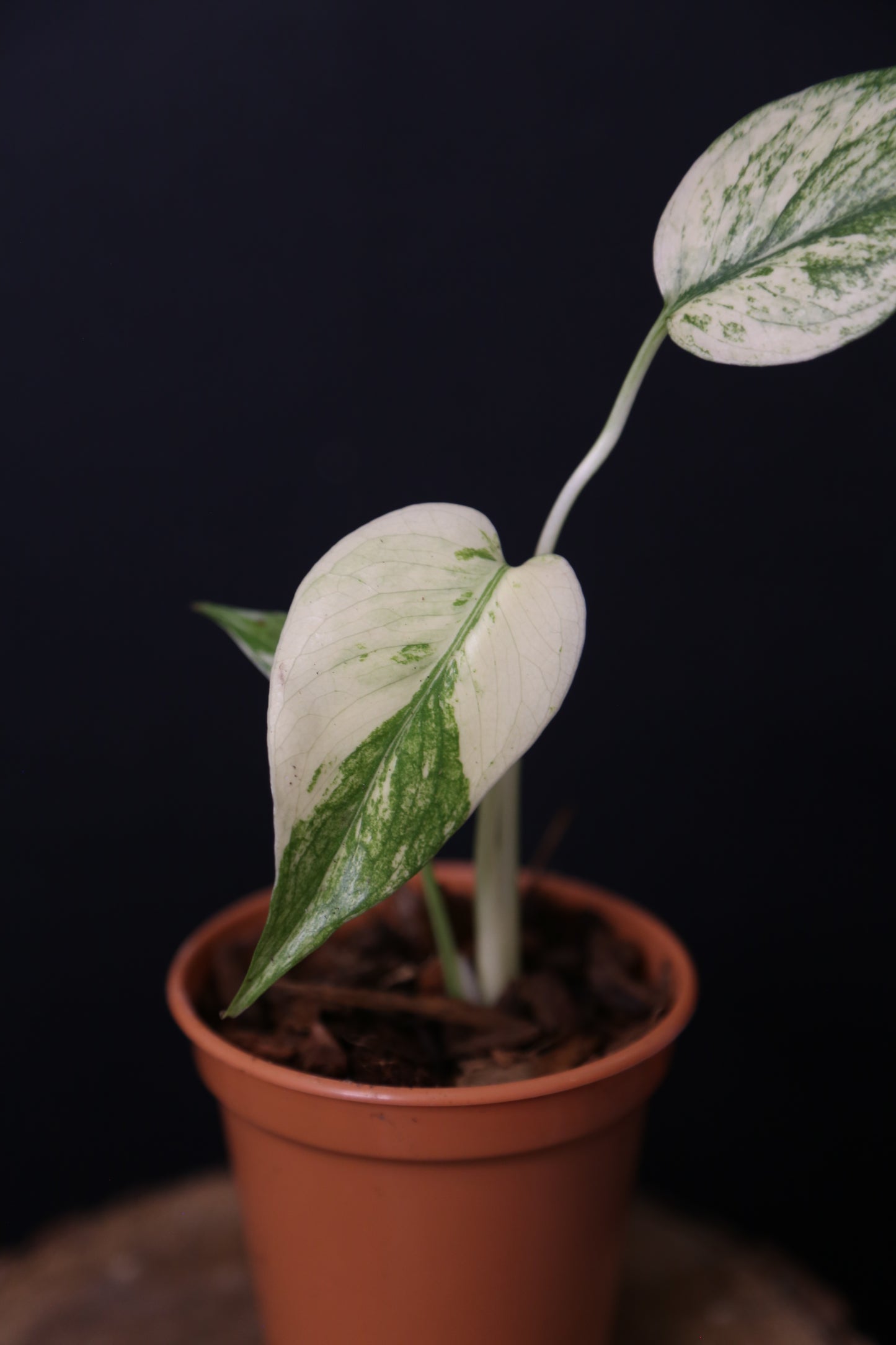 Rare! Monstera White Monste Mini pot -MWM003
