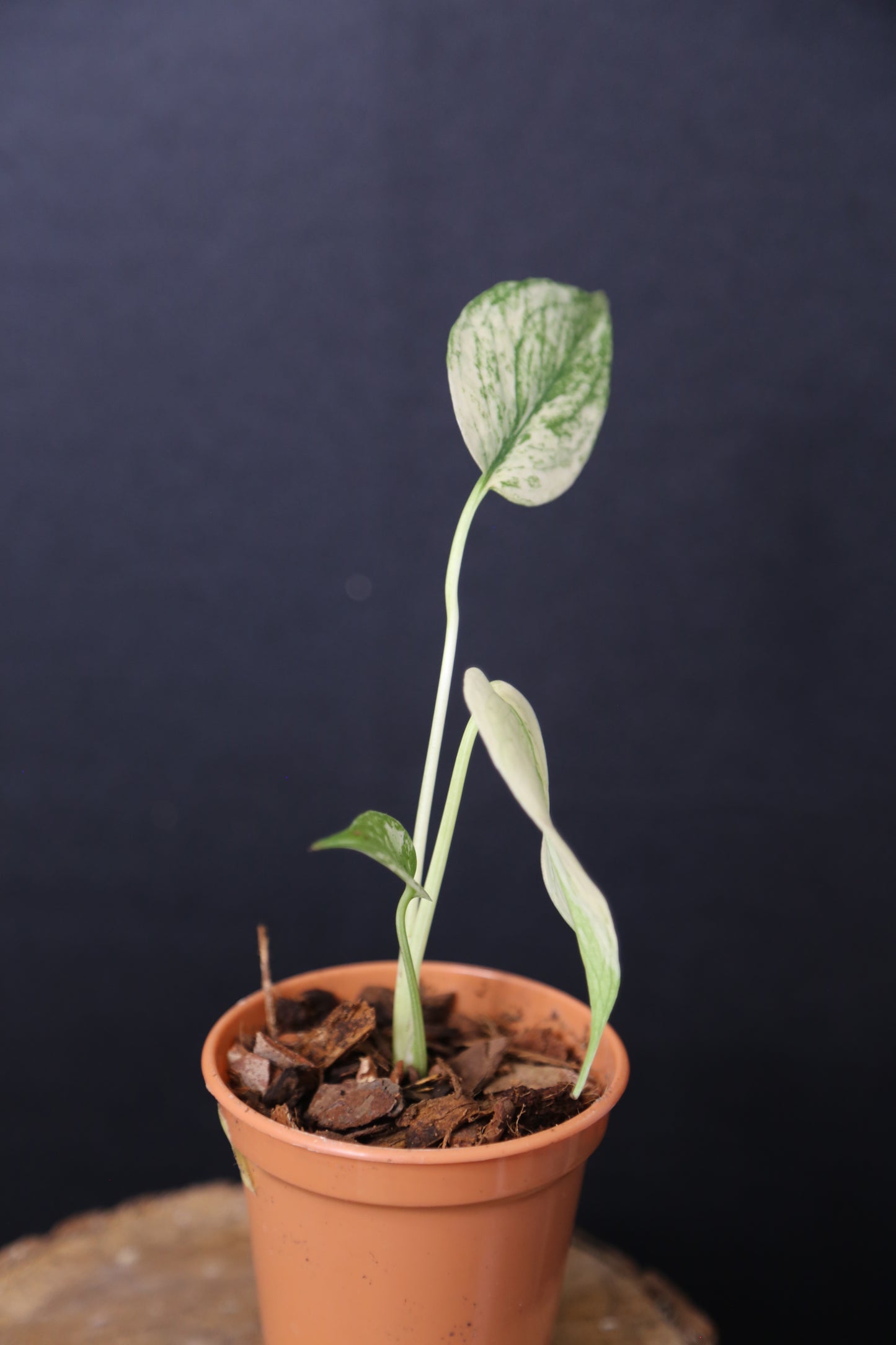 Rare! Monstera White Monste Mini pot -MWM003