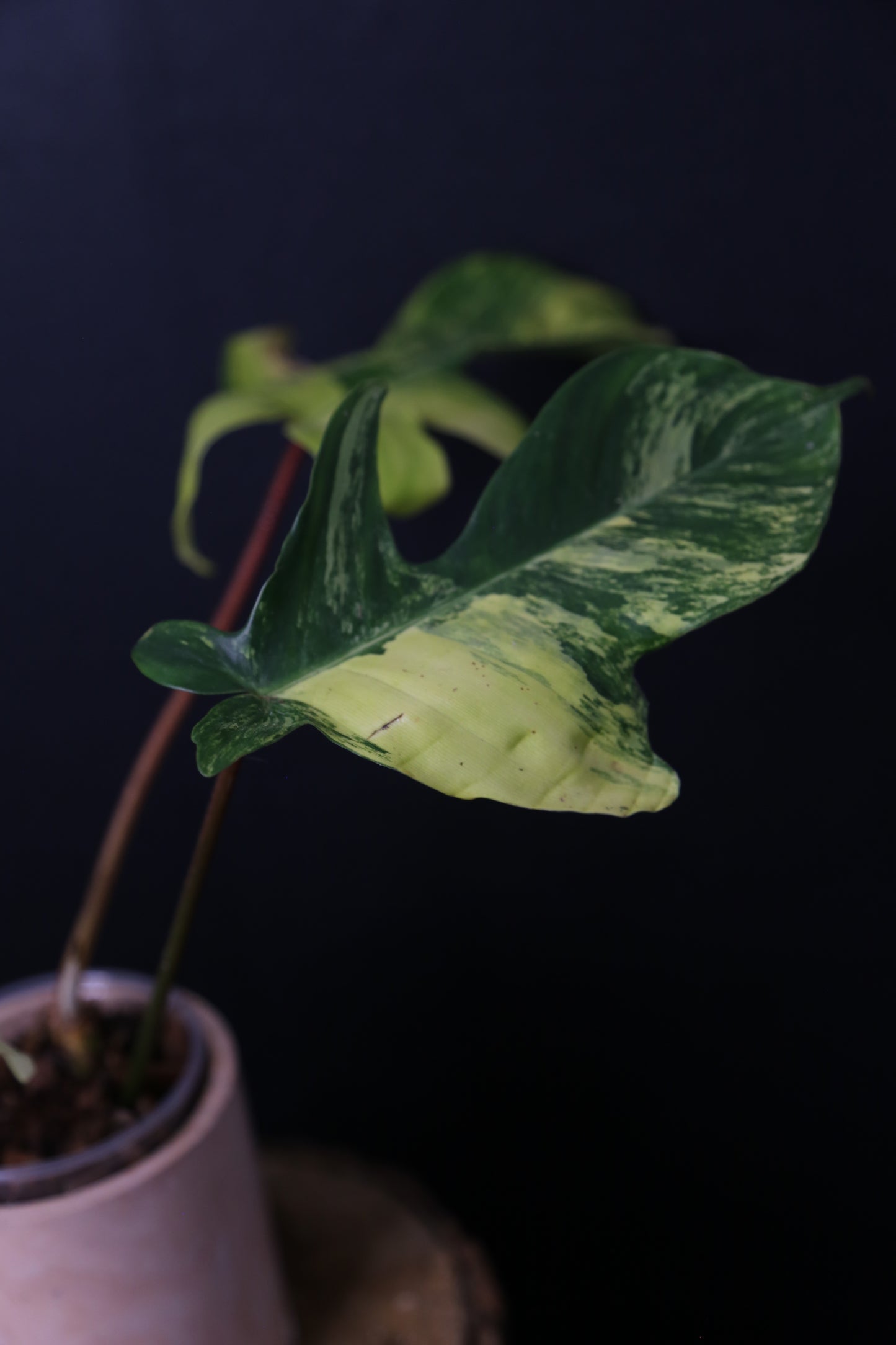 Popular! Philodendron Florida Beauty Potted PFB-017