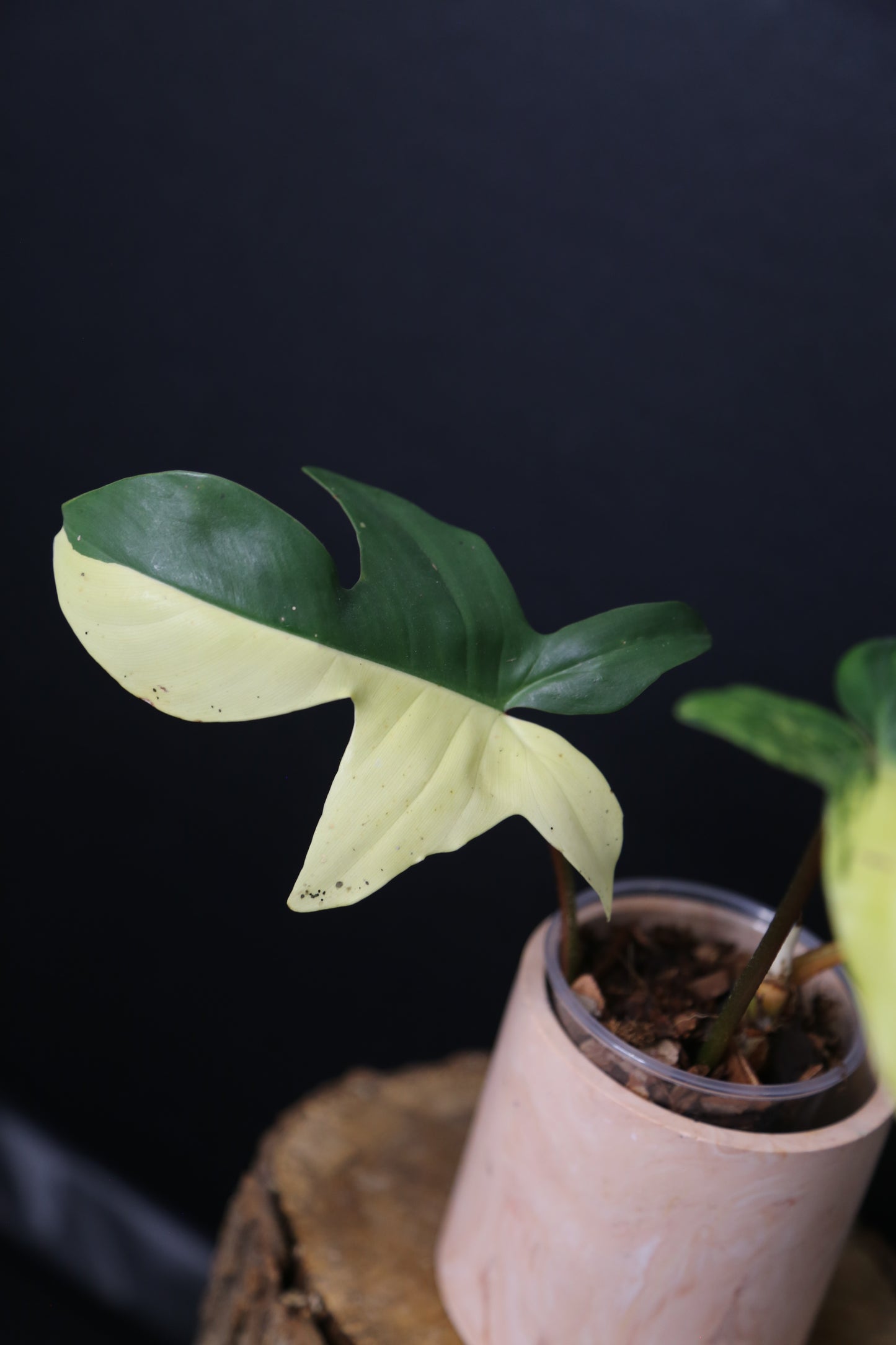 Popular! Philodendron Florida Beauty Potted PFB-017