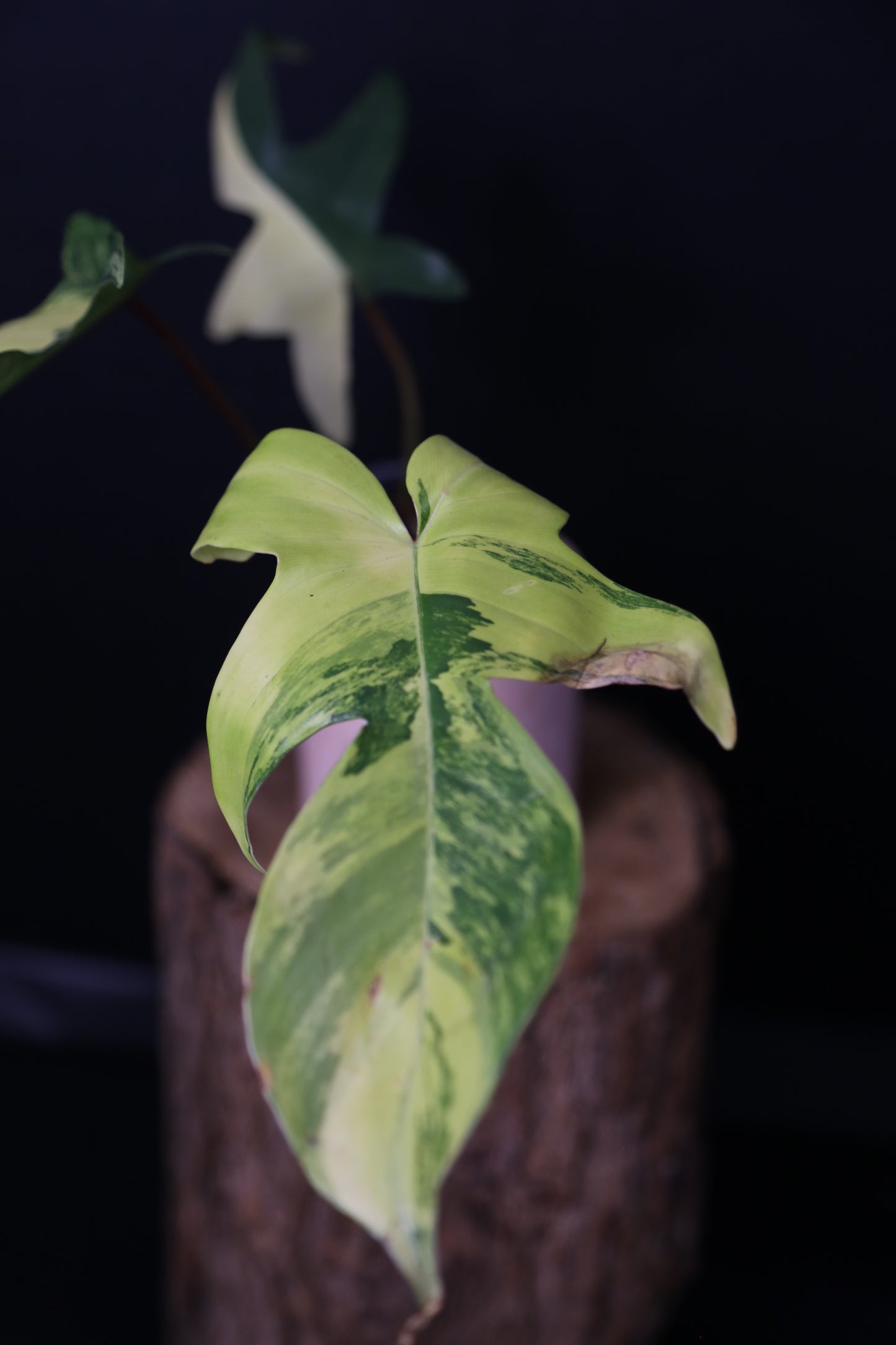 Popular! Philodendron Florida Beauty Potted PFB-017