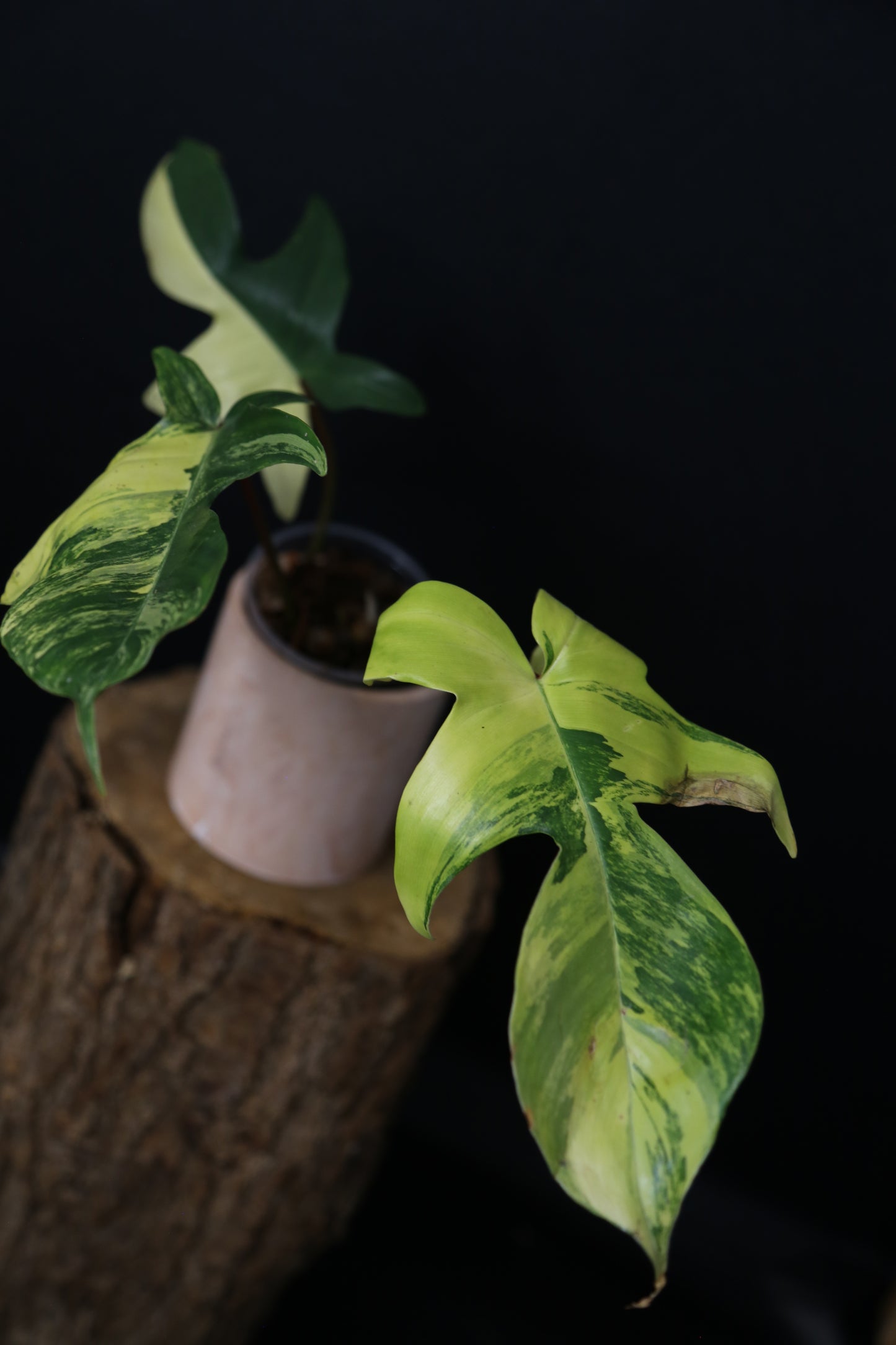 Popular! Philodendron Florida Beauty Potted PFB-017