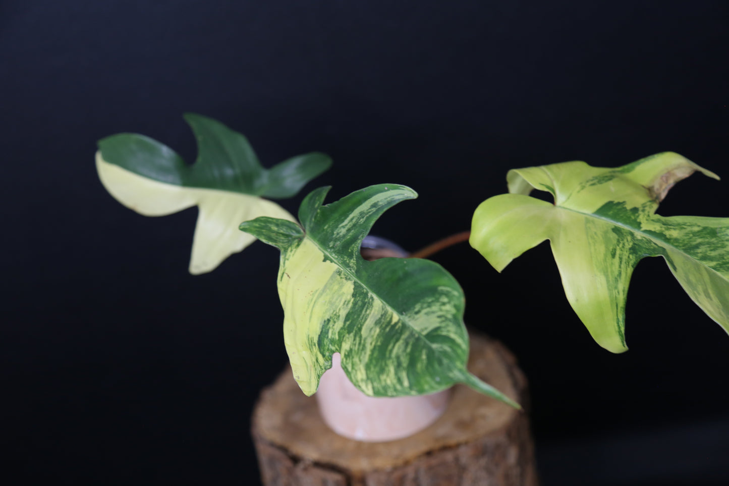 Popular! Philodendron Florida Beauty Potted PFB-017