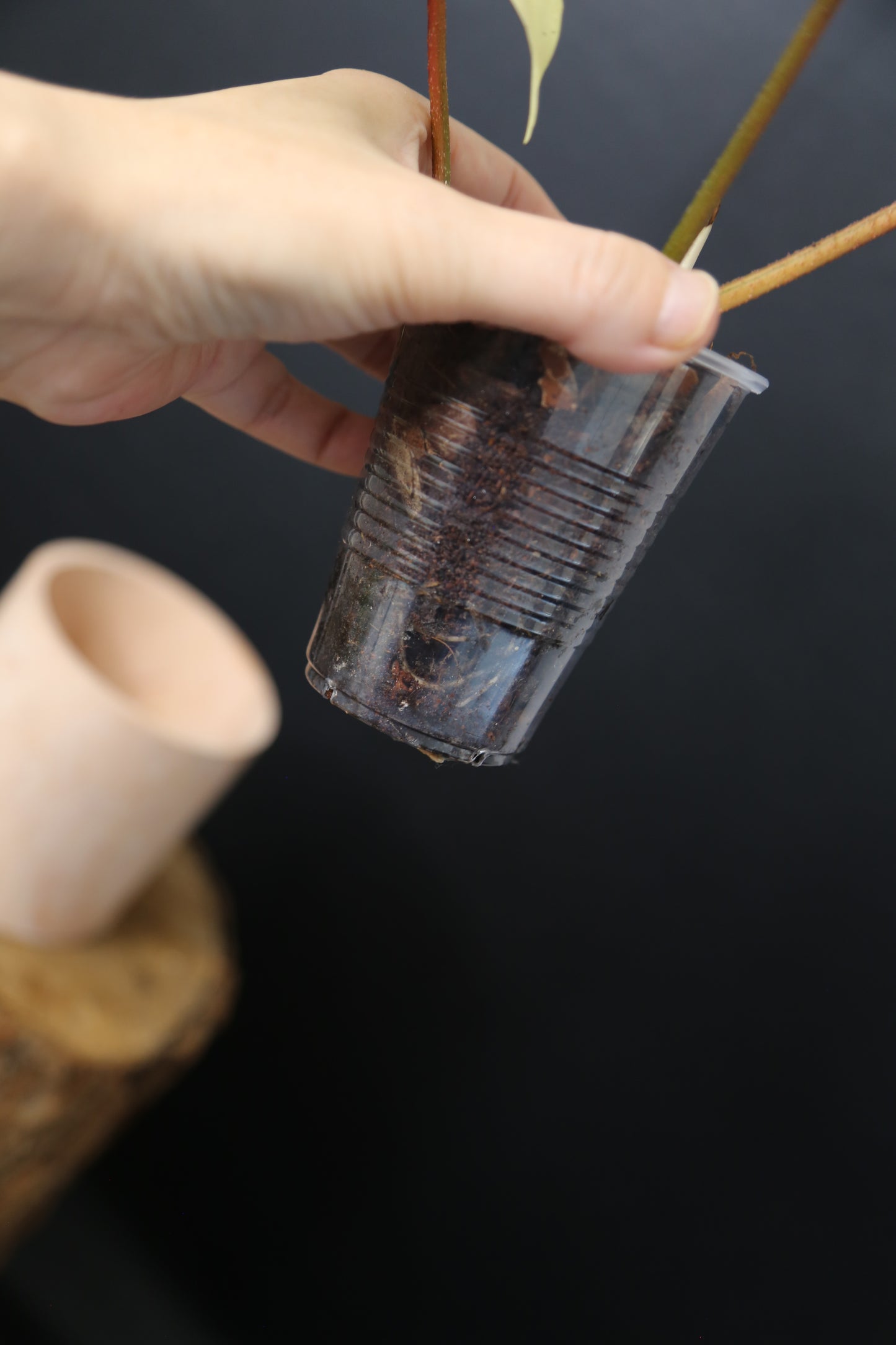 Popular! Philodendron Florida Beauty Potted PFB-017