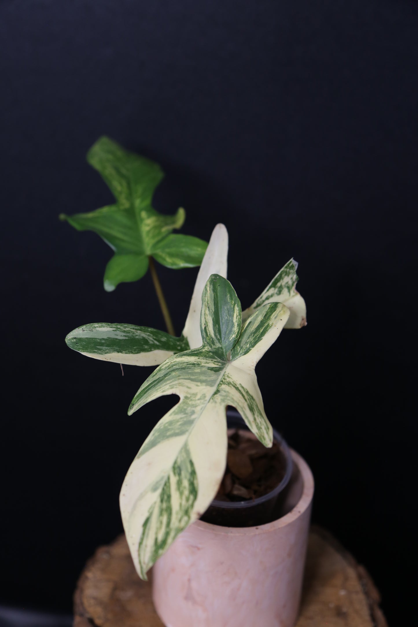 Popular! Philodendron Florida Beauty Potted PFB-019