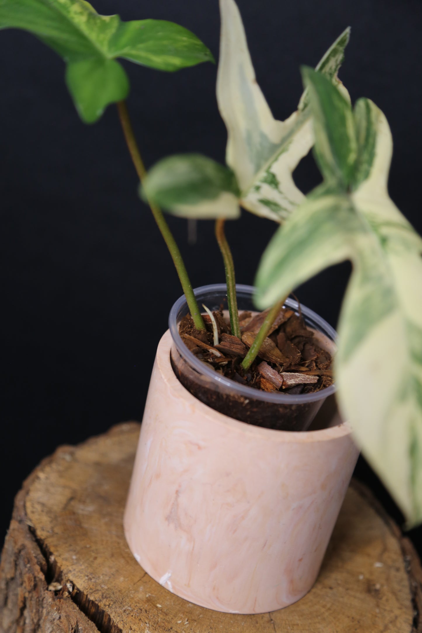 Popular! Philodendron Florida Beauty Potted PFB-019