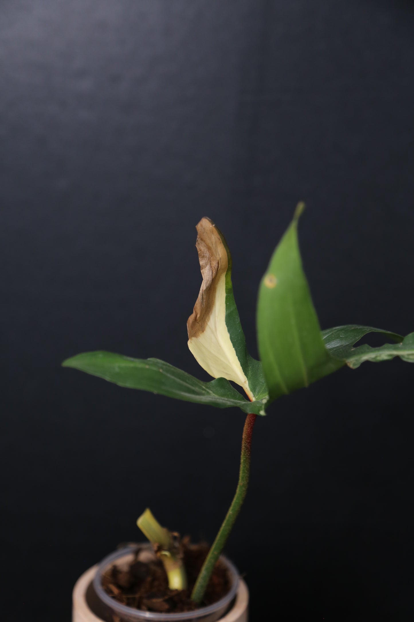 Popular! Philodendron Florida Beauty Bottom cutting PFB-020