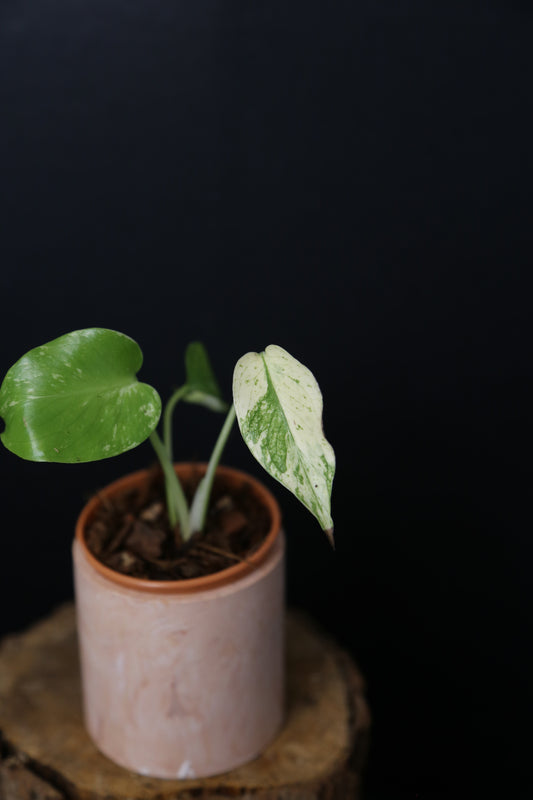 Rare! Monstera Mint Mini pot -MMM001