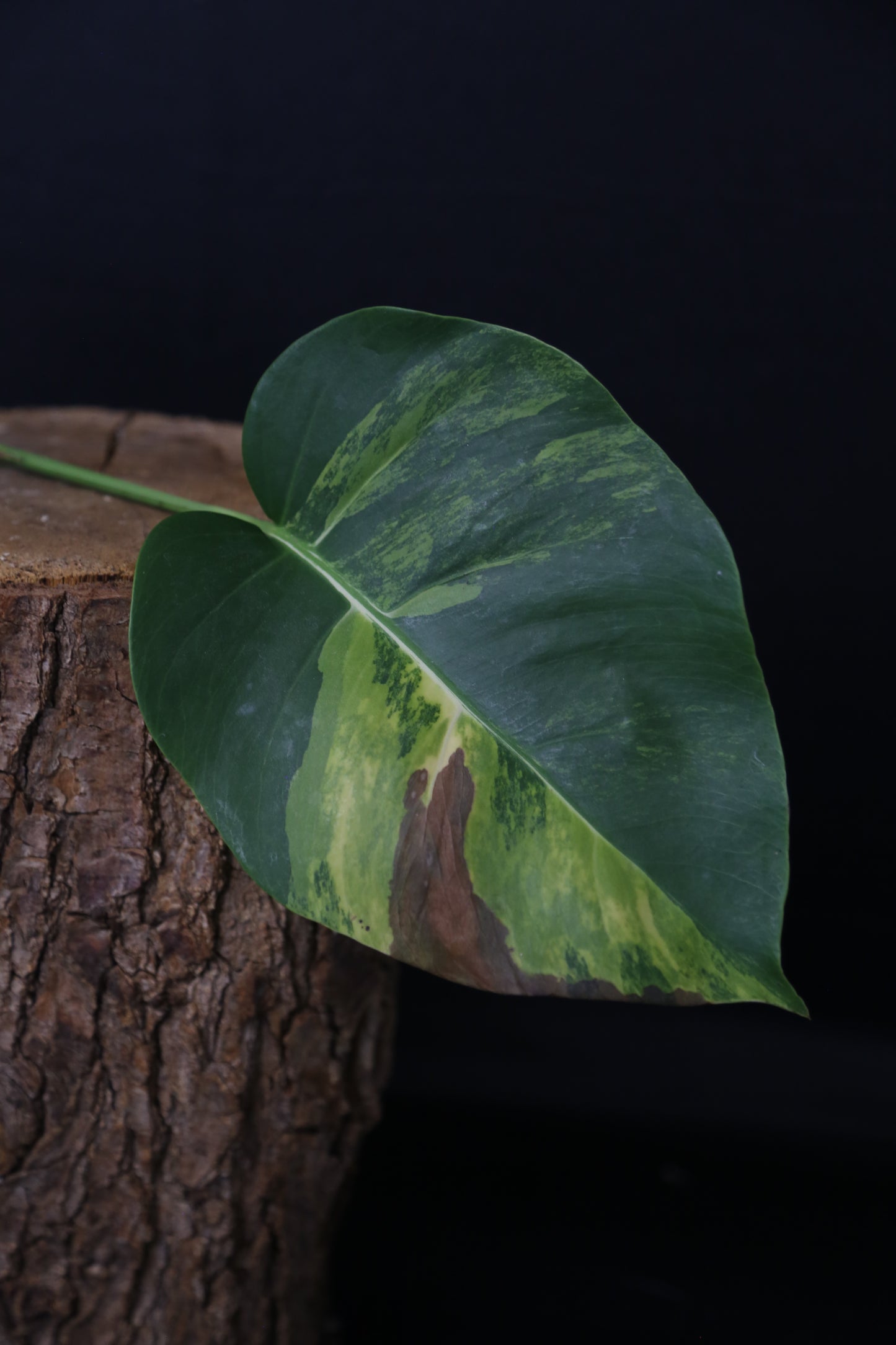 Monstera Yellow Aurea Variegated Rare Cutting MYV-007