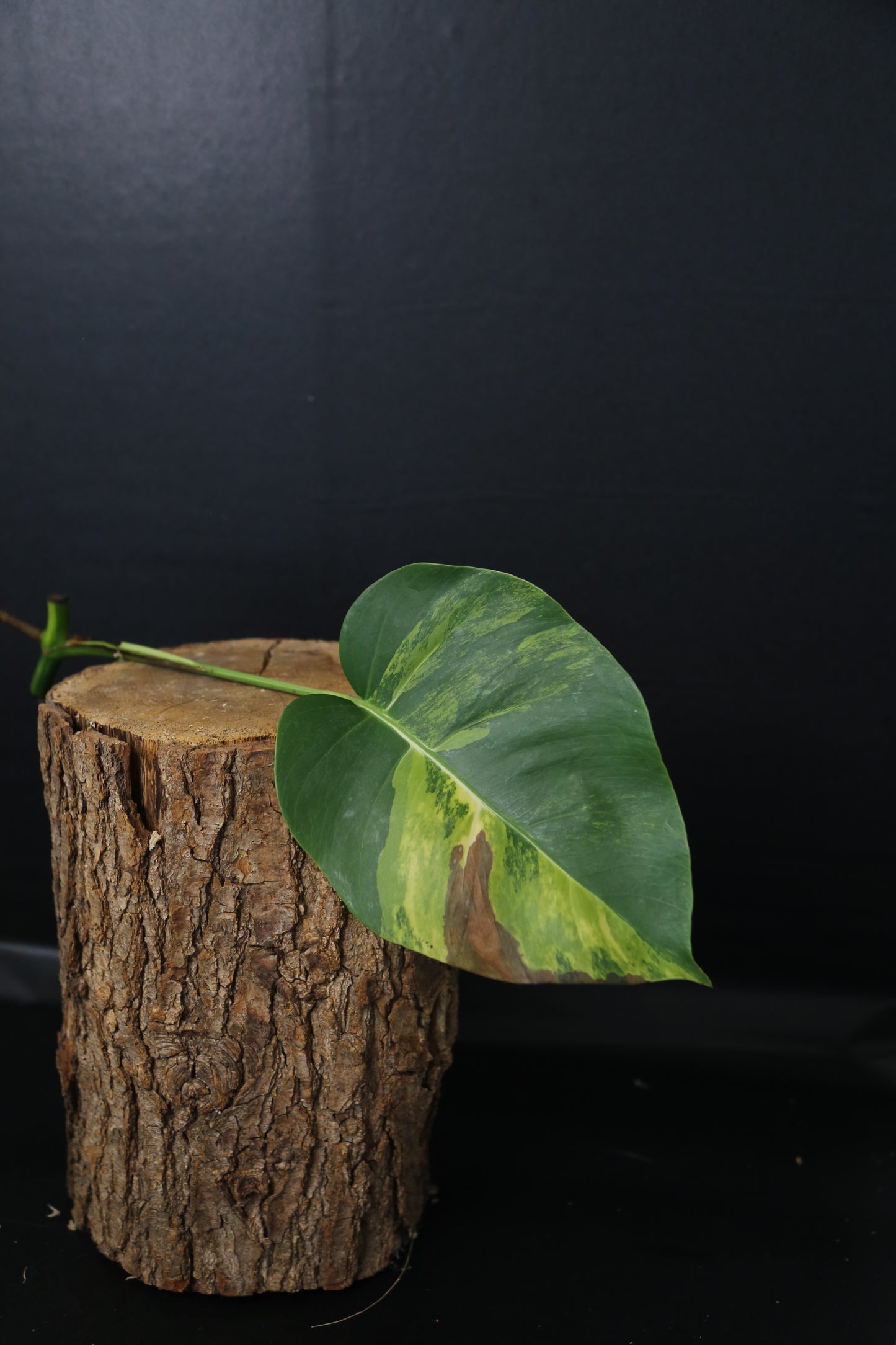 Monstera Yellow Aurea Variegated Rare Cutting MYV-007