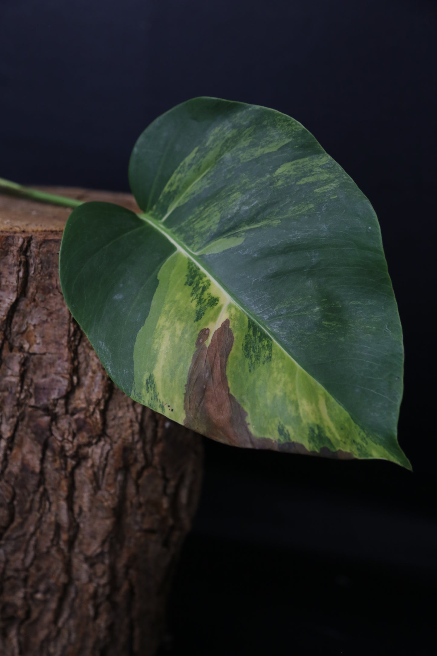 Monstera Yellow Aurea Variegated Rare Cutting MYV-007