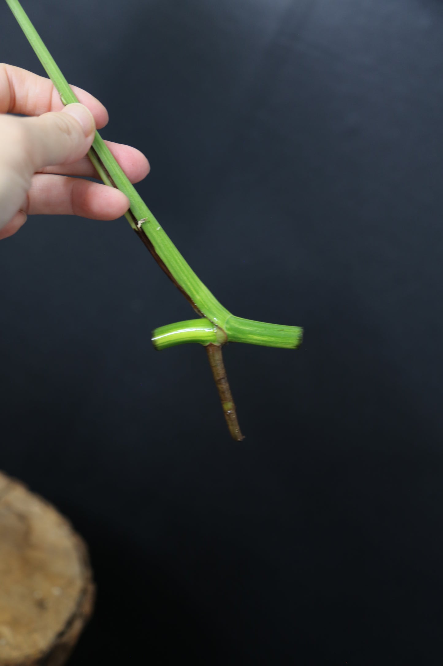 Monstera Yellow Aurea Variegated Rare Cutting MYV-007