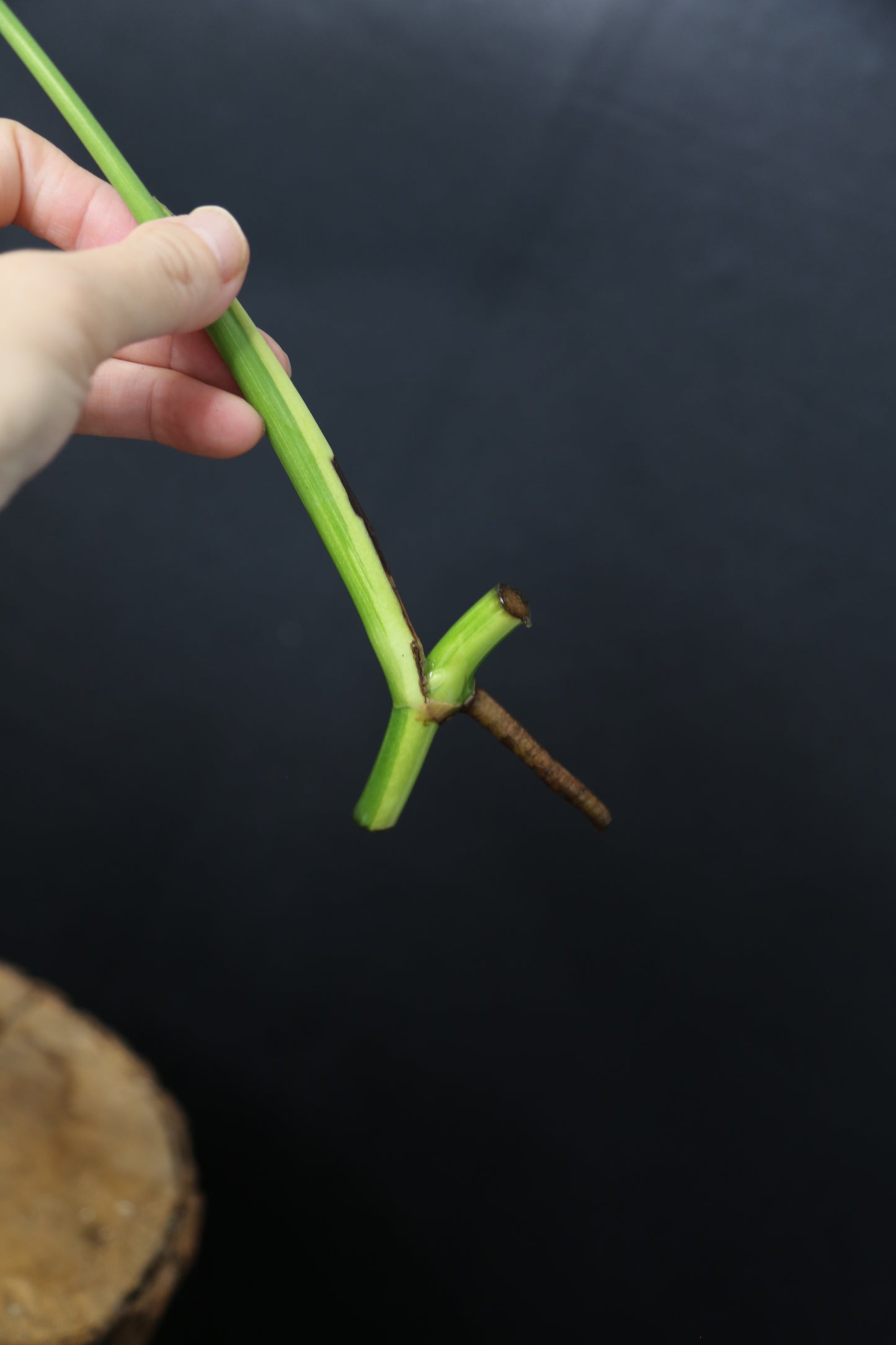 Monstera Yellow Aurea Variegated Rare Cutting MYV-007