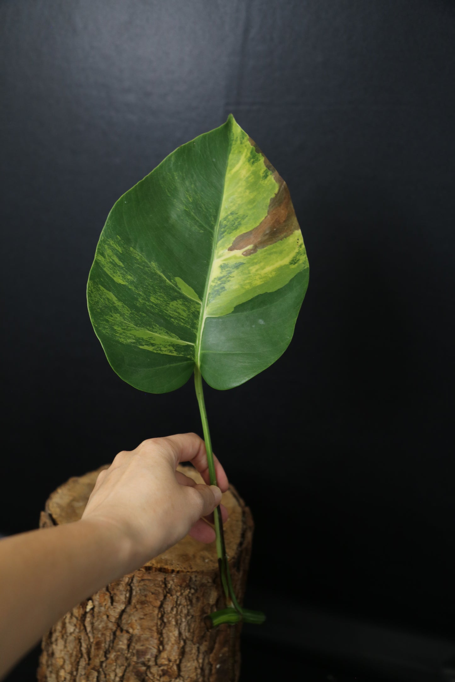 Monstera Yellow Aurea Variegated Rare Cutting MYV-007