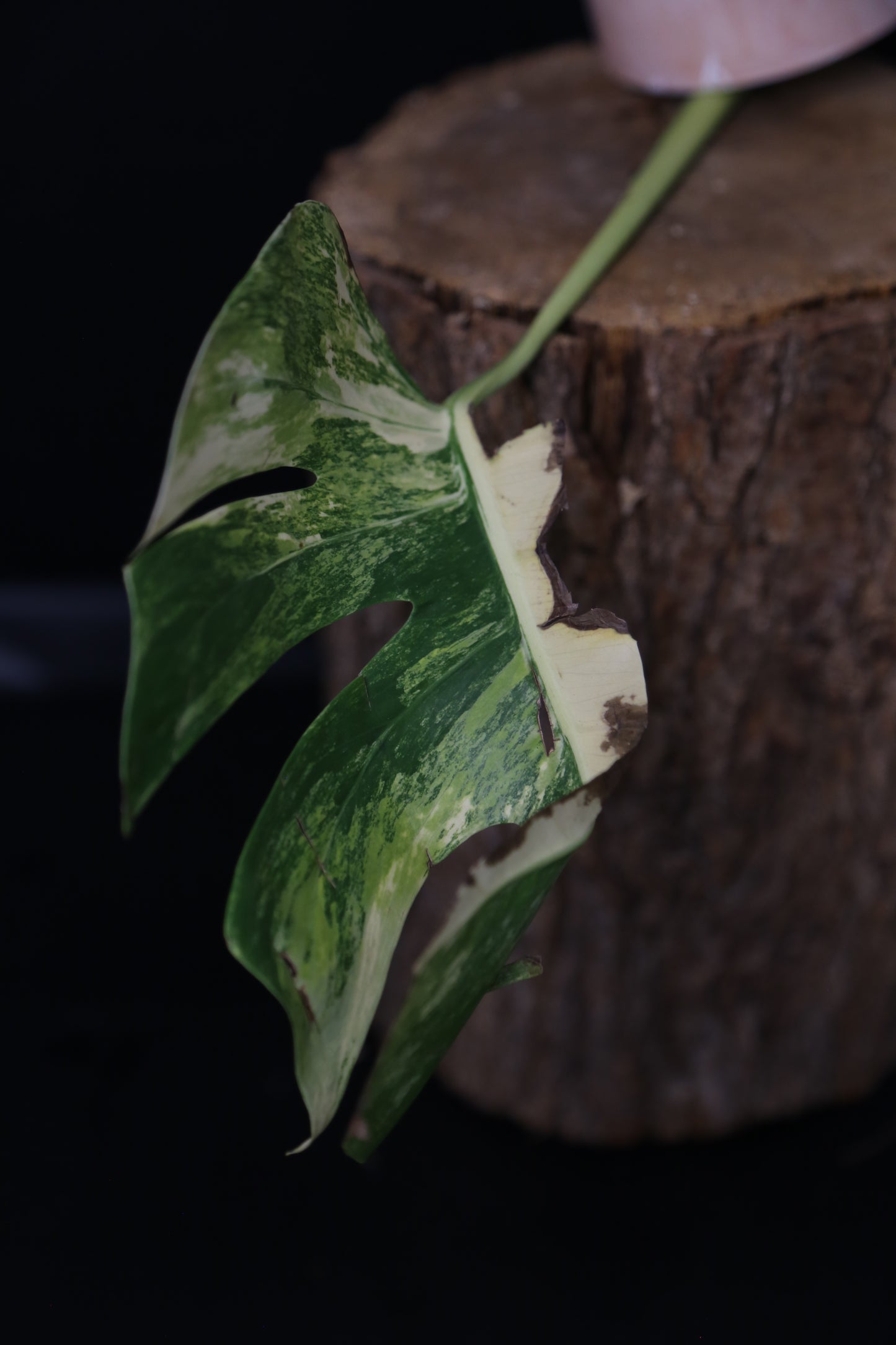 Second Chance! Monstera Yellow Aurea Half-Moon Variegated Rare Cutting MYV-008