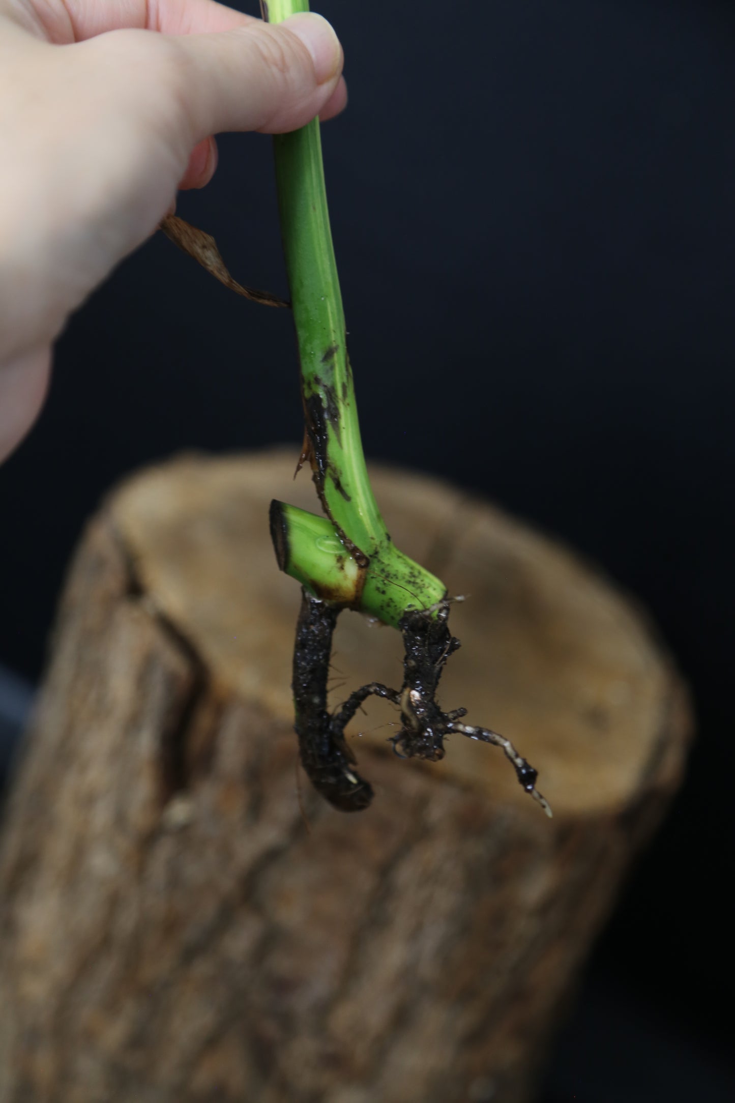 Second Chance! Monstera Yellow Aurea Half-Moon Variegated Rare Cutting MYV-008