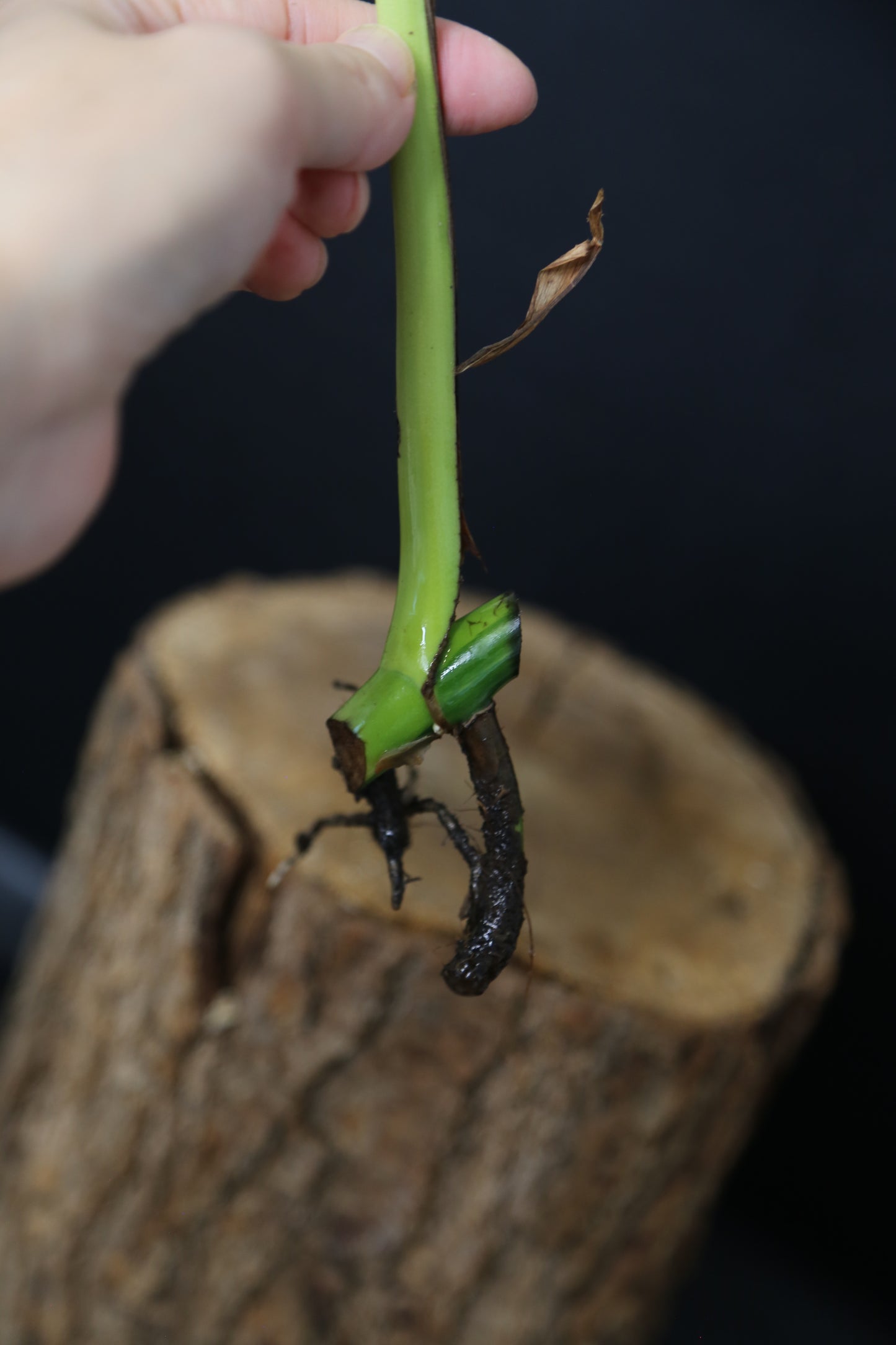 Second Chance! Monstera Yellow Aurea Half-Moon Variegated Rare Cutting MYV-008