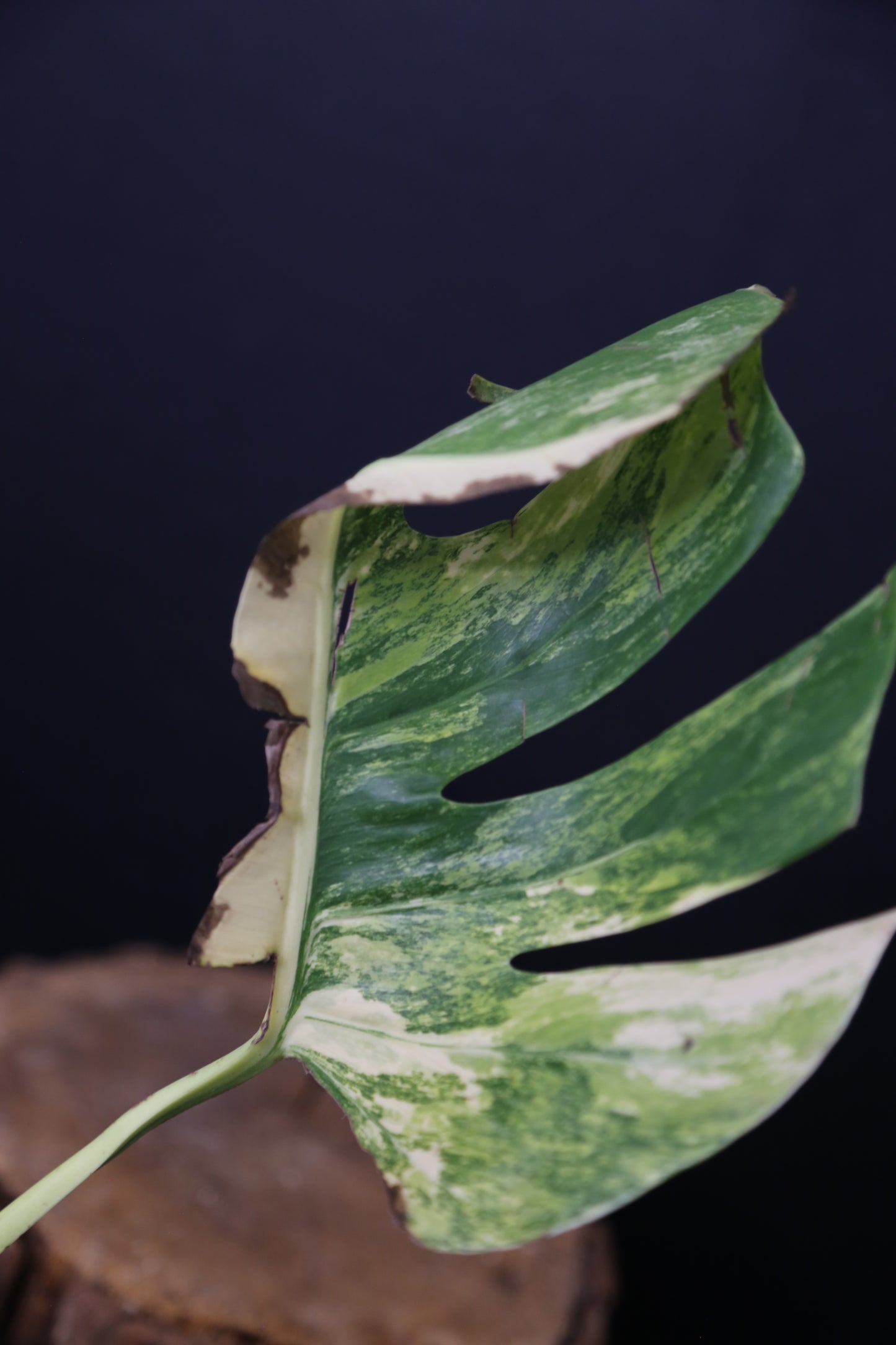 Second Chance! Monstera Yellow Aurea Half-Moon Variegated Rare Cutting MYV-008