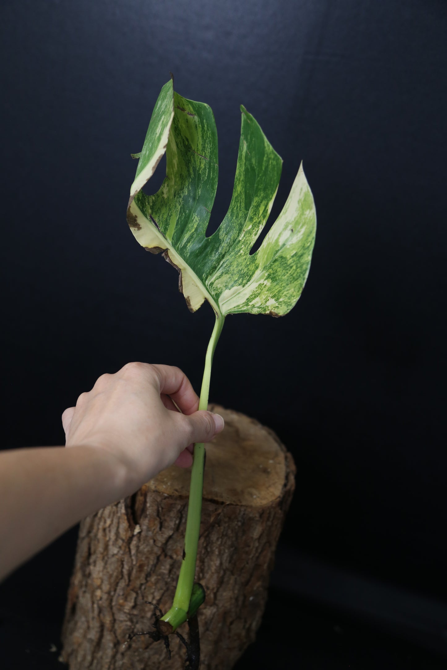 Second Chance! Monstera Yellow Aurea Half-Moon Variegated Rare Cutting MYV-008