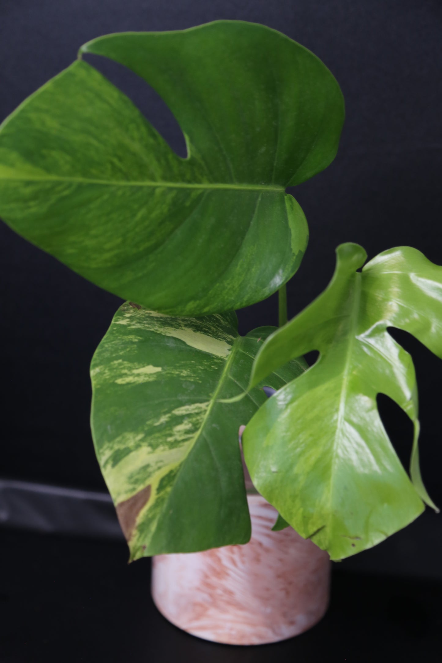 Monstera Yellow Aurea Variegated Rare Top Cutting 3 leafs MYV-010