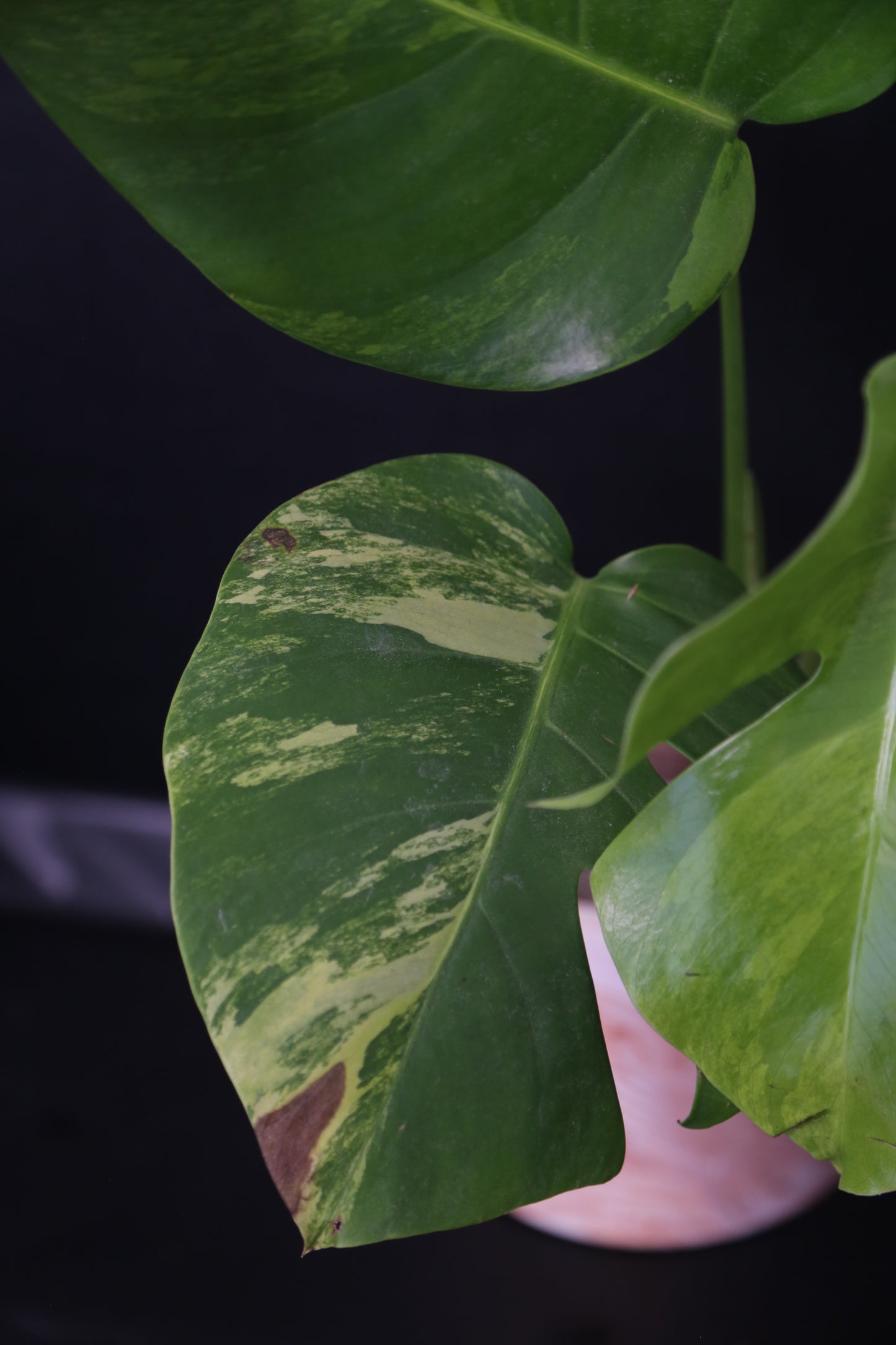 Monstera Yellow Aurea Variegated Rare Top Cutting 3 leafs MYV-010