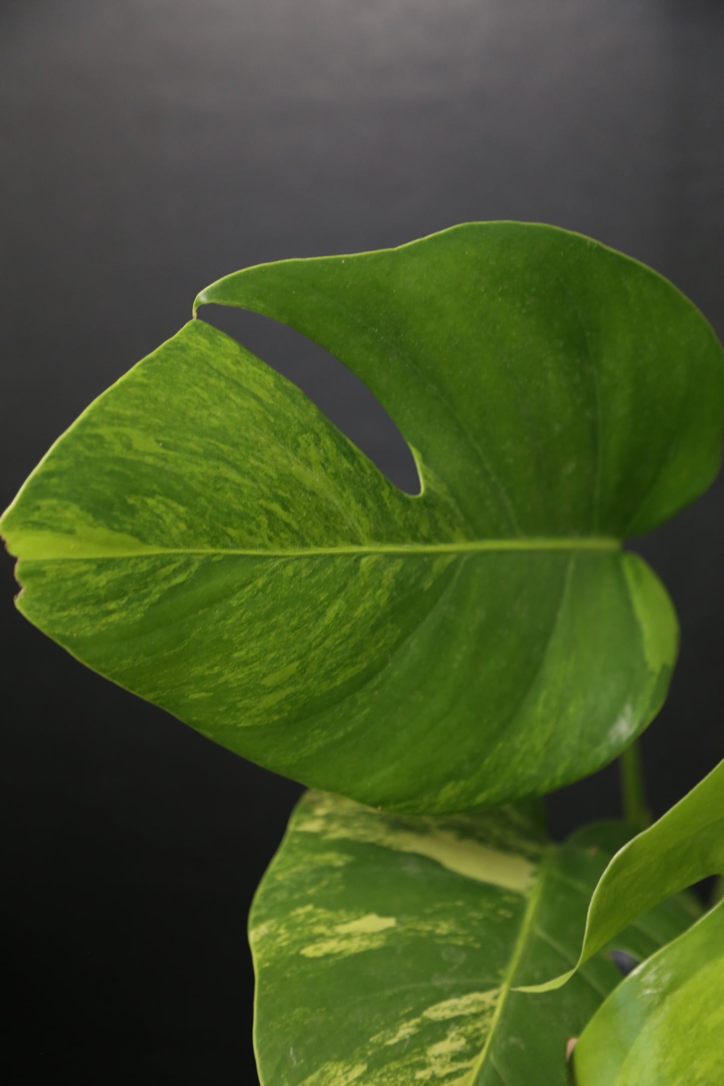 Monstera Yellow Aurea Variegated Rare Top Cutting 3 leafs MYV-010