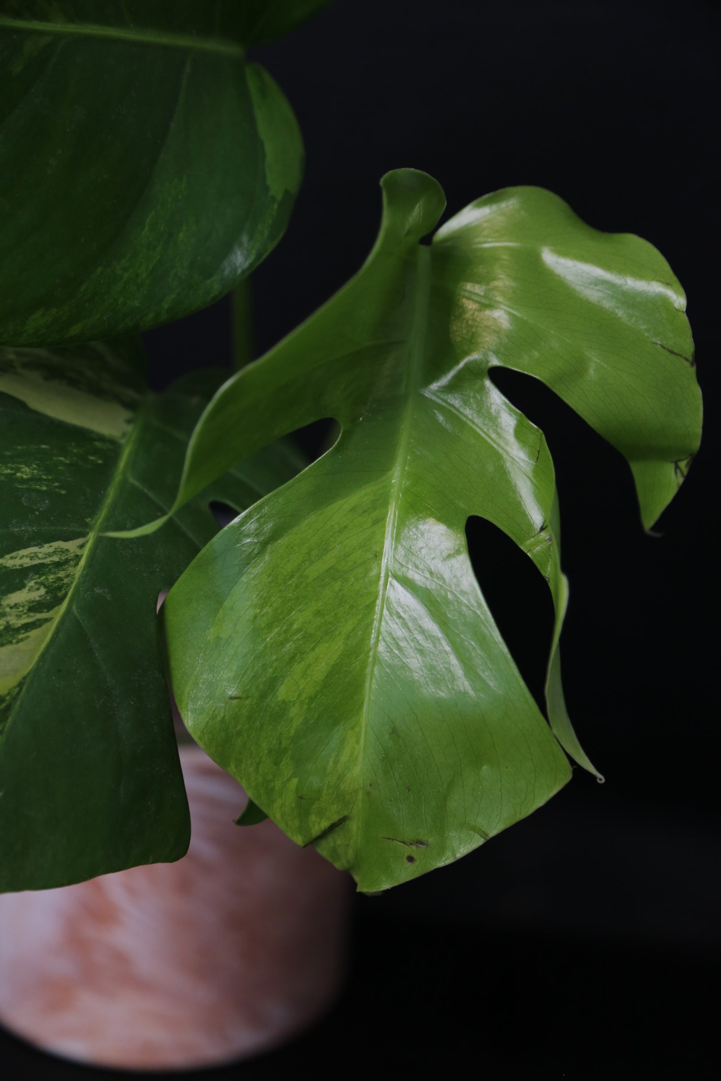 Monstera Yellow Aurea Variegated Rare Top Cutting 3 leafs MYV-010