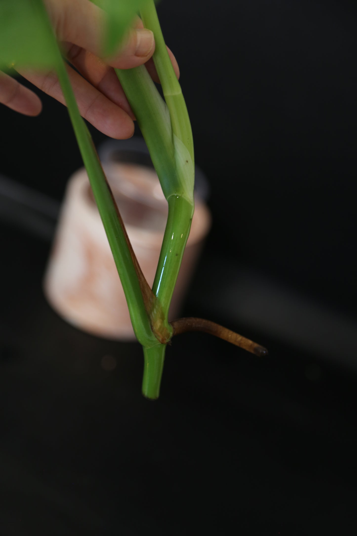 Monstera Yellow Aurea Variegated Rare Top Cutting 3 leafs MYV-010