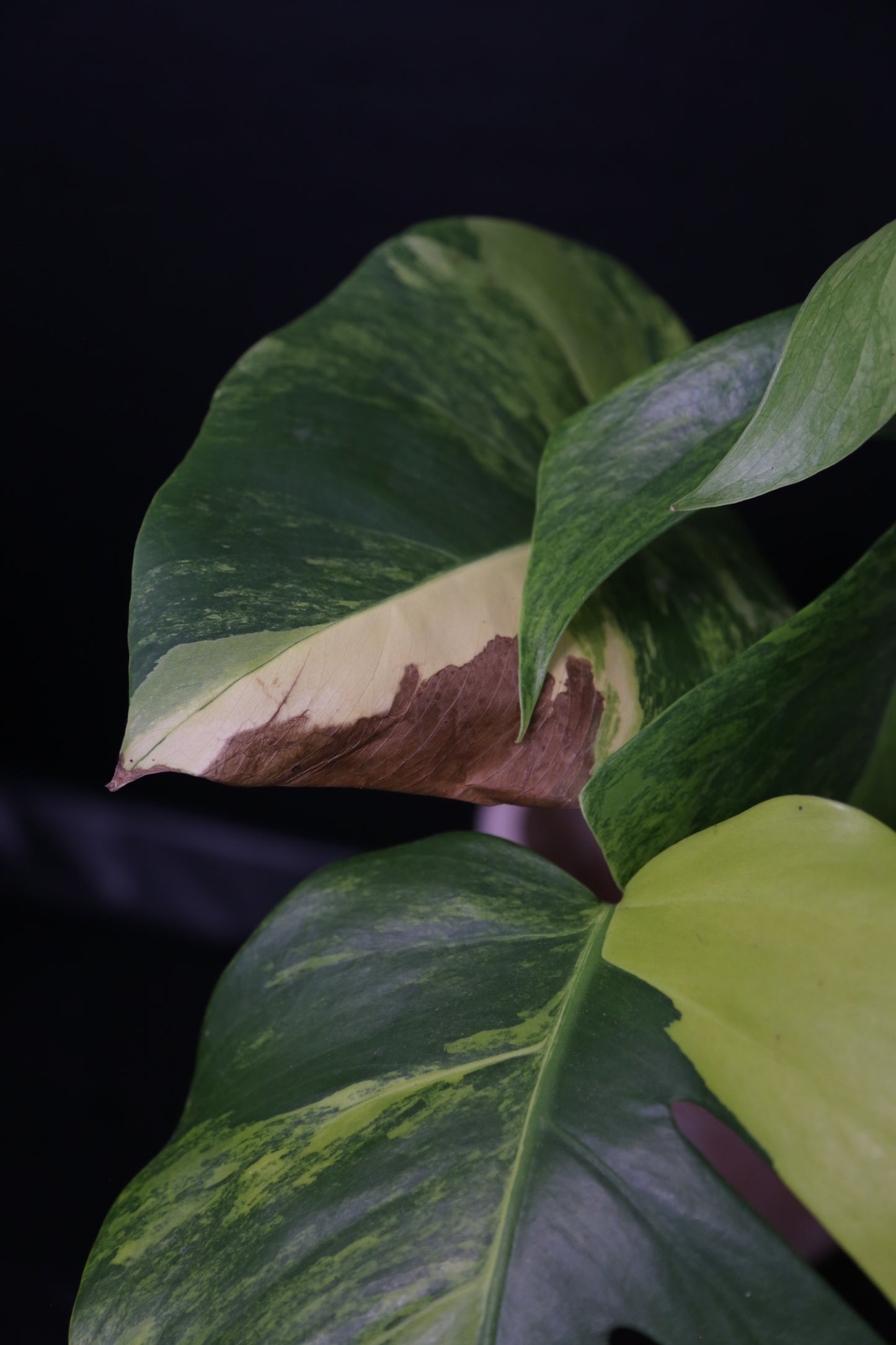 Monstera Yellow Aurea Variegated Rare Top Cutting 3 leafs MYV-011