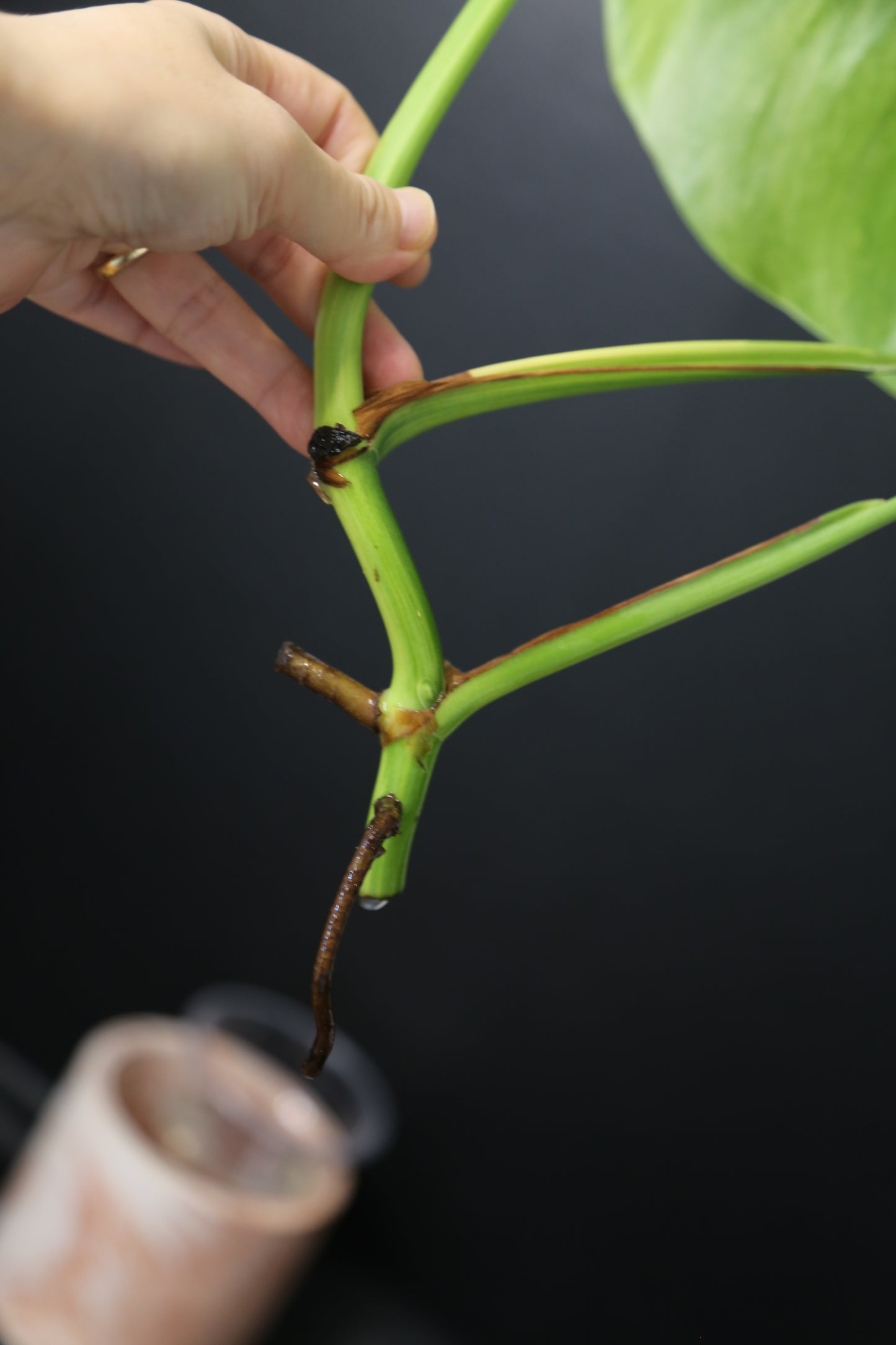 Monstera Yellow Aurea Variegated Rare Top Cutting 3 leafs MYV-011
