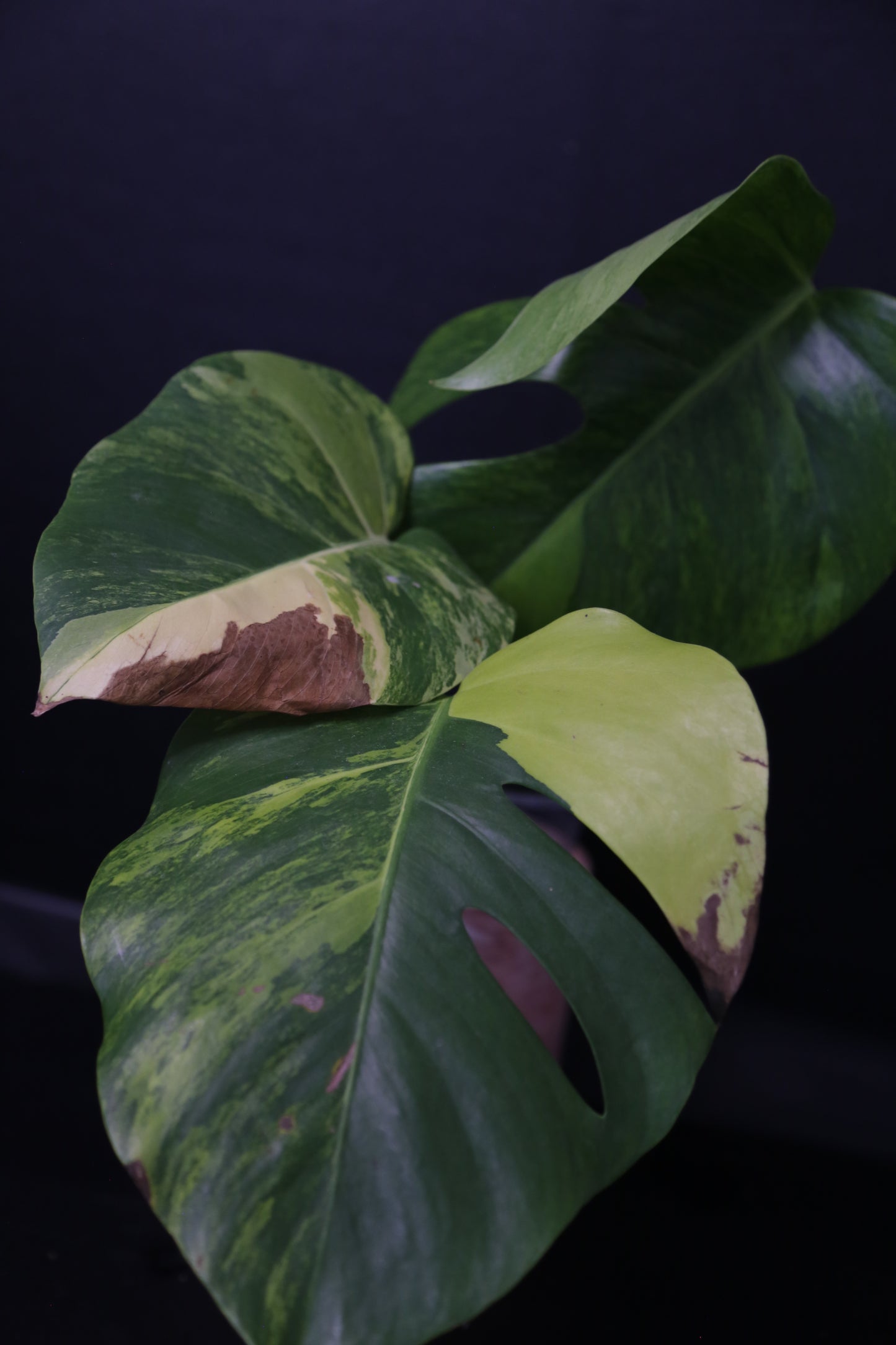 Monstera Yellow Aurea Variegated Rare Top Cutting 3 leafs MYV-011