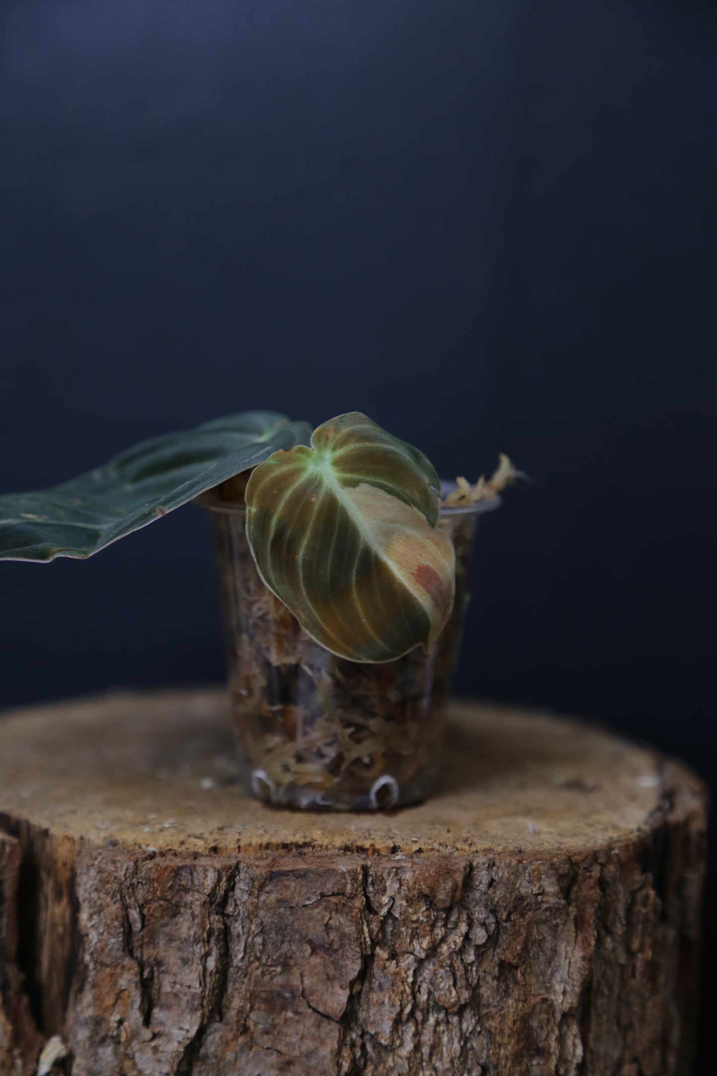 Super Rare! Philodendron Melanochrysum Variegated Top Cutting -001