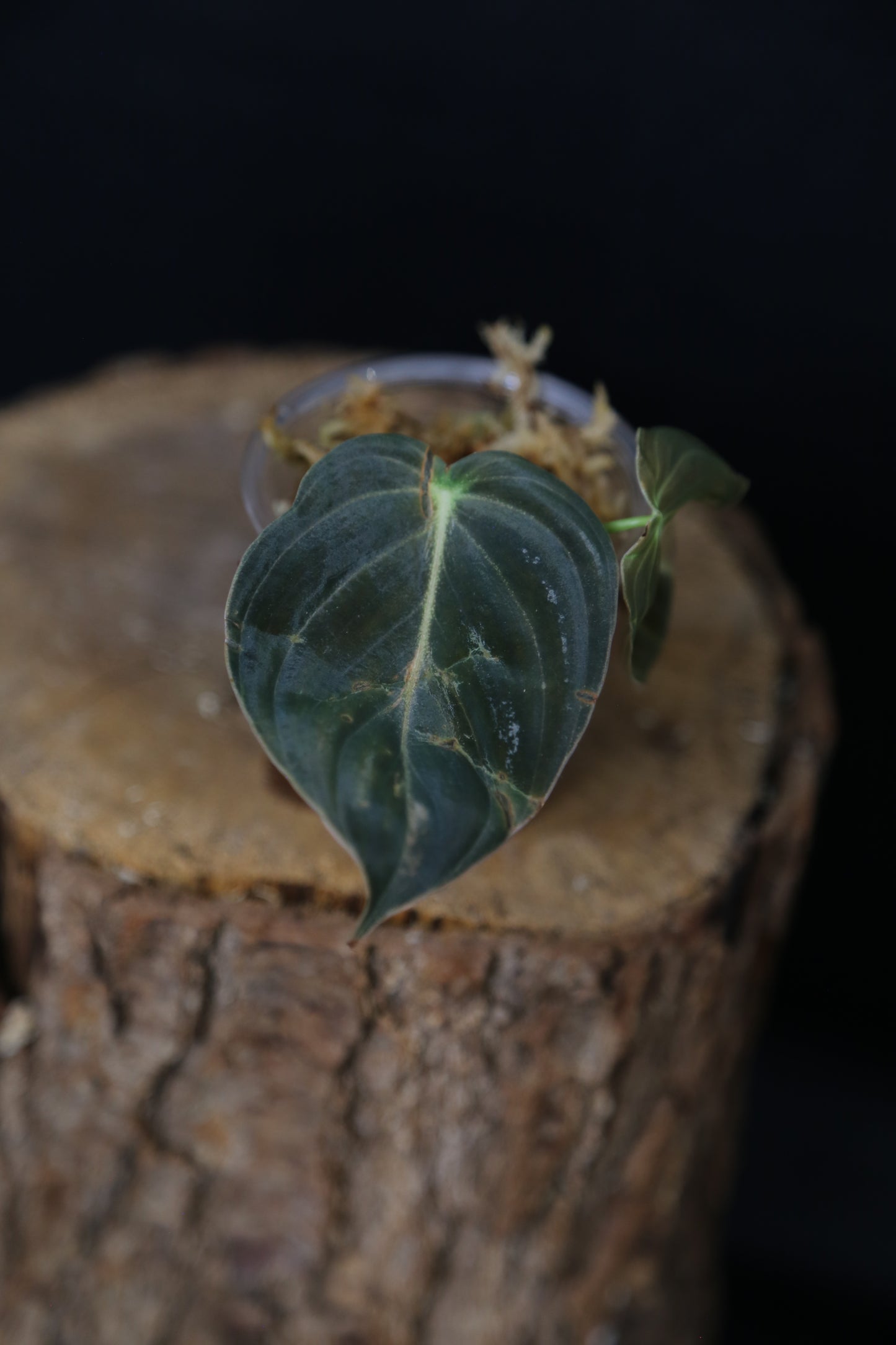 Super Rare! Philodendron Melanochrysum Variegated Top Cutting -001