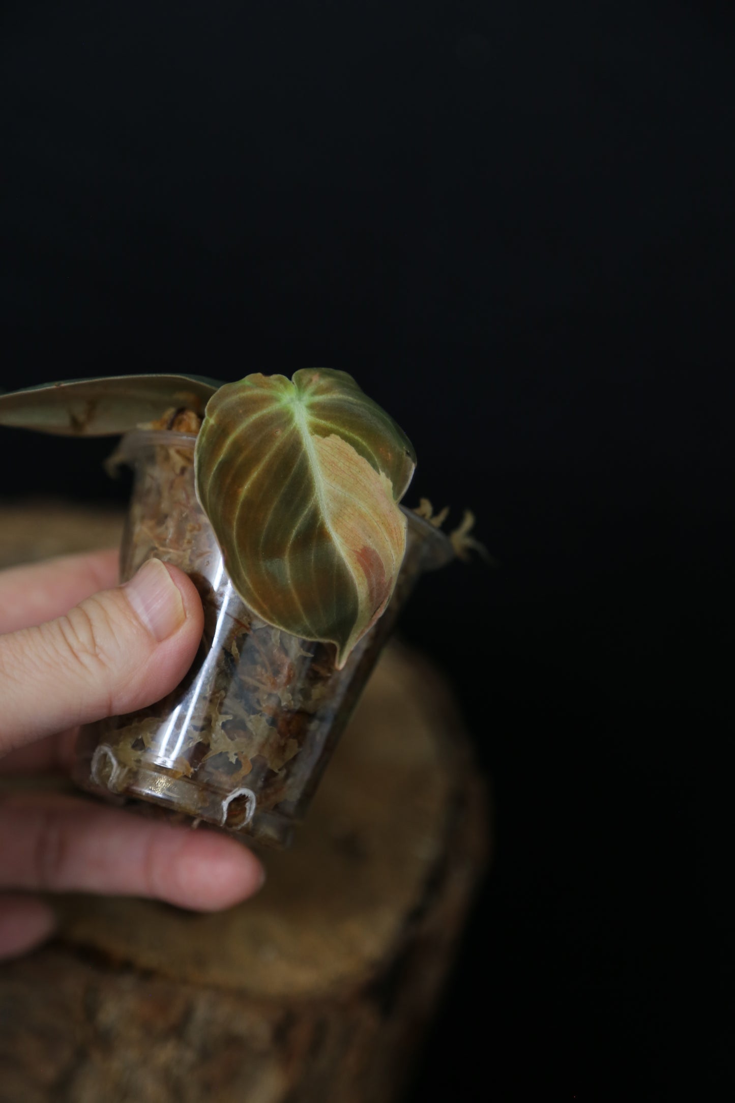 Super Rare! Philodendron Melanochrysum Variegated Top Cutting -001