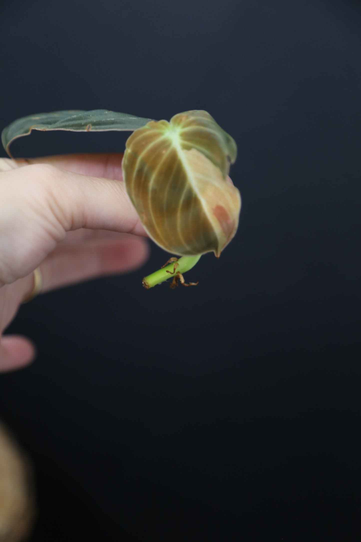 Super Rare! Philodendron Melanochrysum Variegated Top Cutting -001